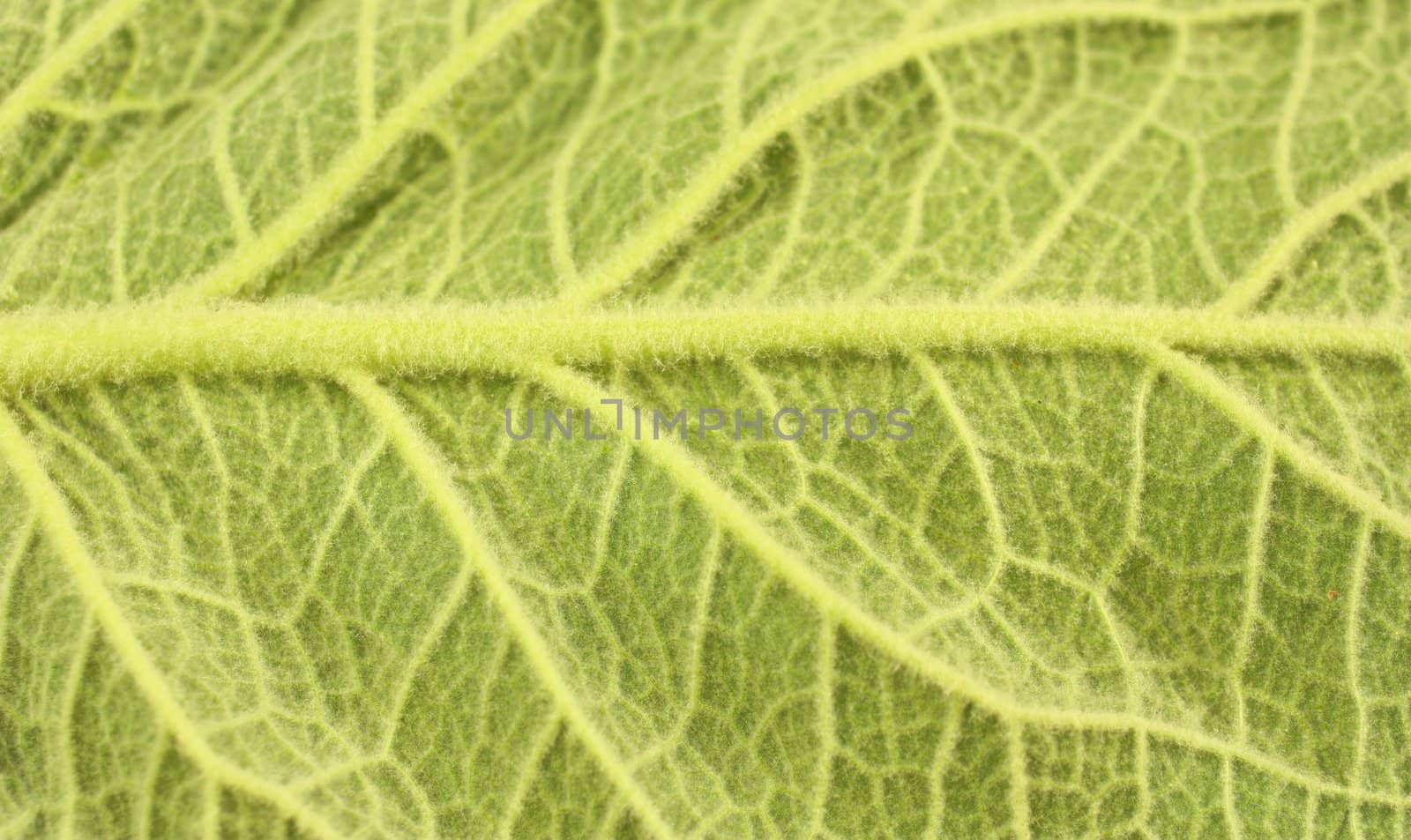 Close-up of veins of large green leaf