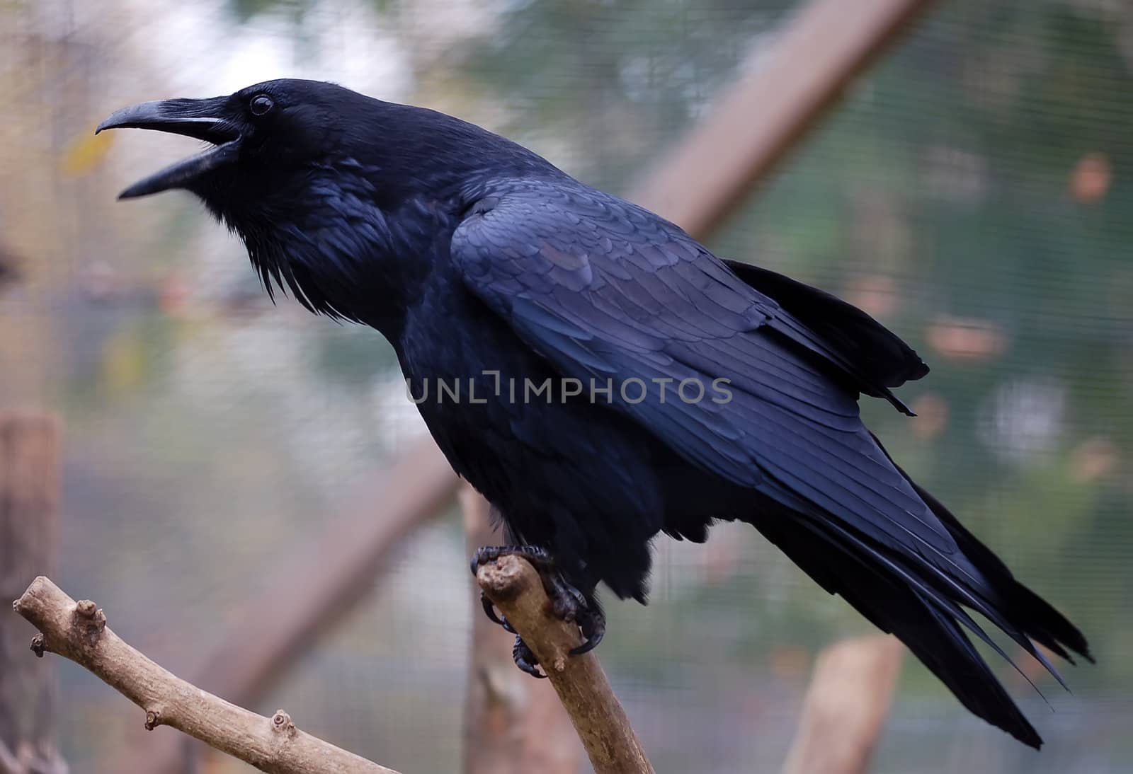 poicture of a big Common Raven (Corvus corax)