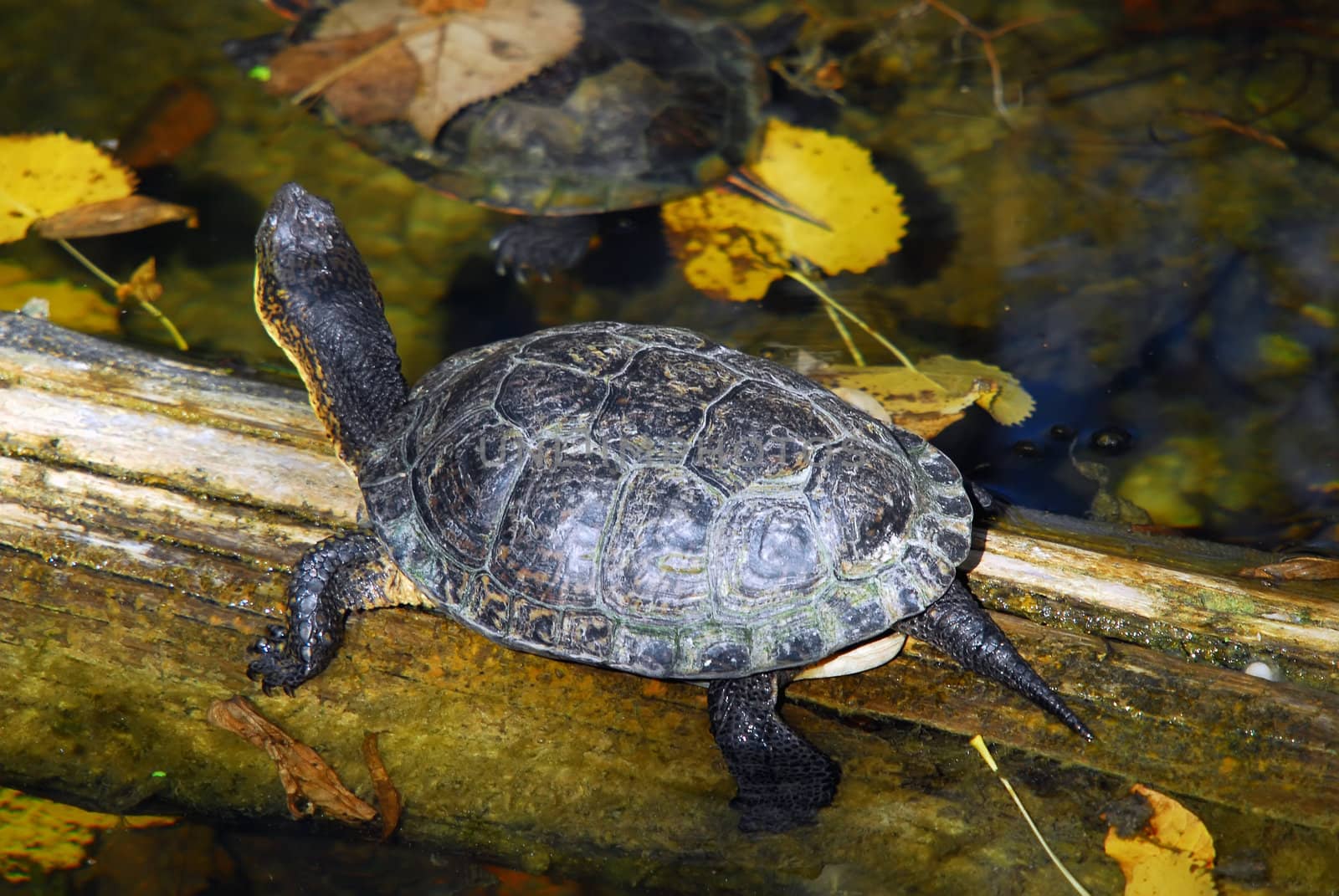 Picture of a Painted Turtle (Chrysemys picta) on a log