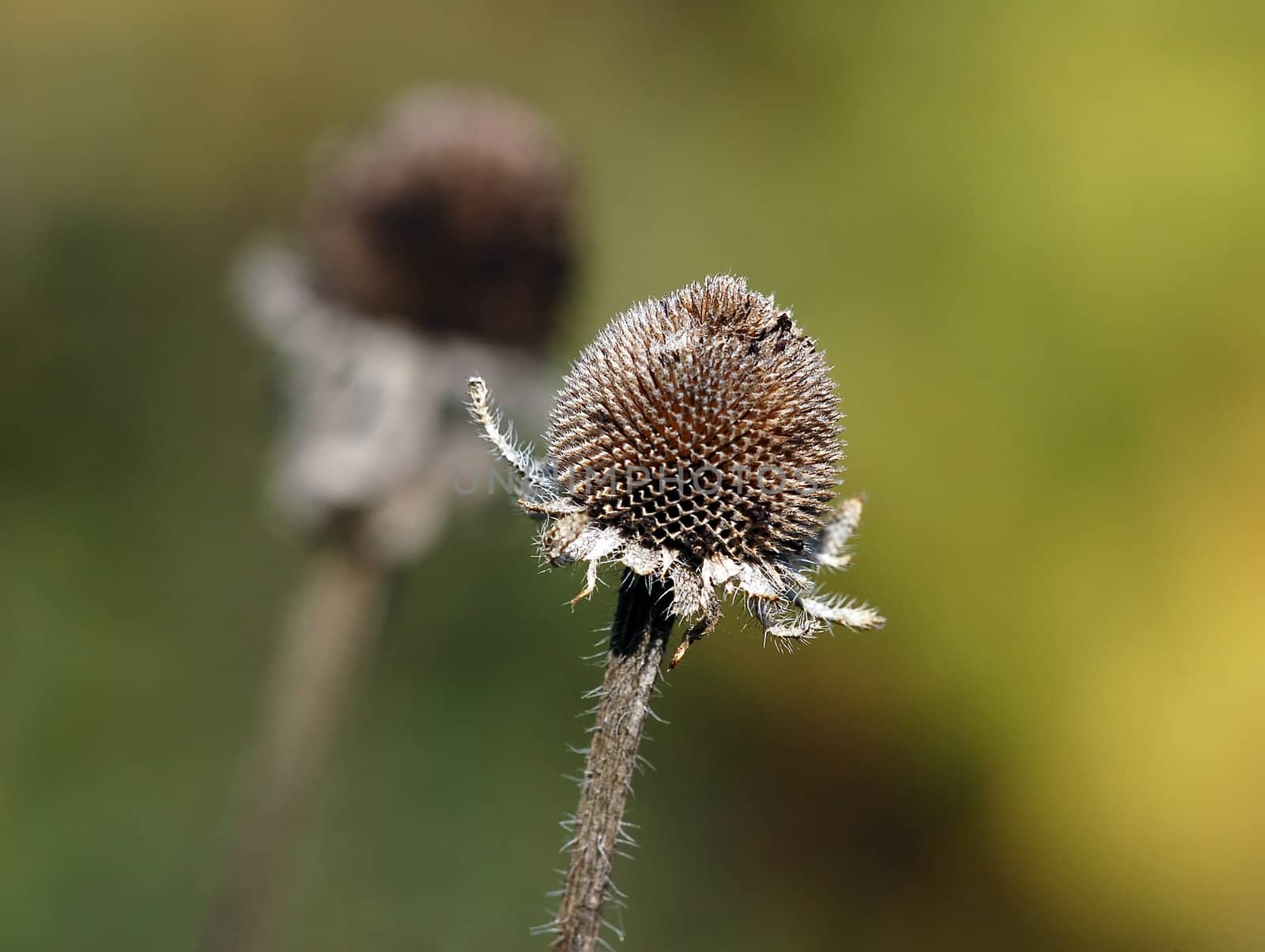 Close-up picture of a wild plant in autumn