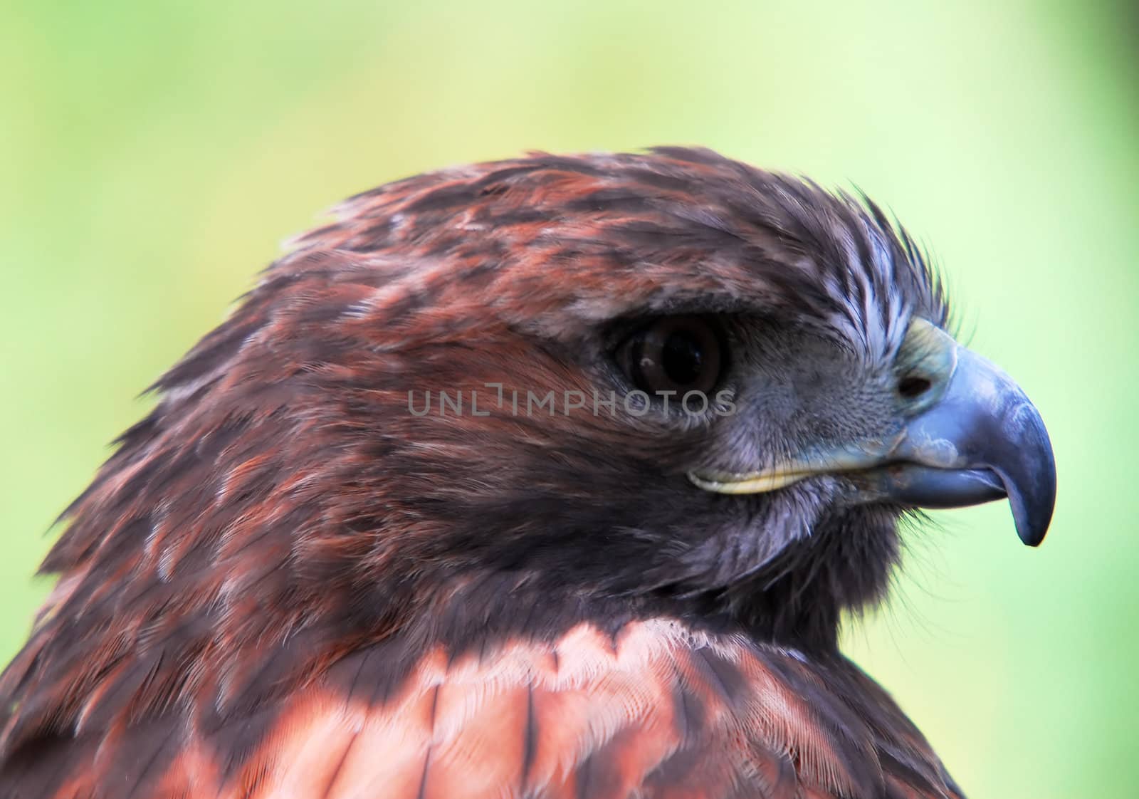 Closeup portrait of a Goshawk (Accipiter gentilis)