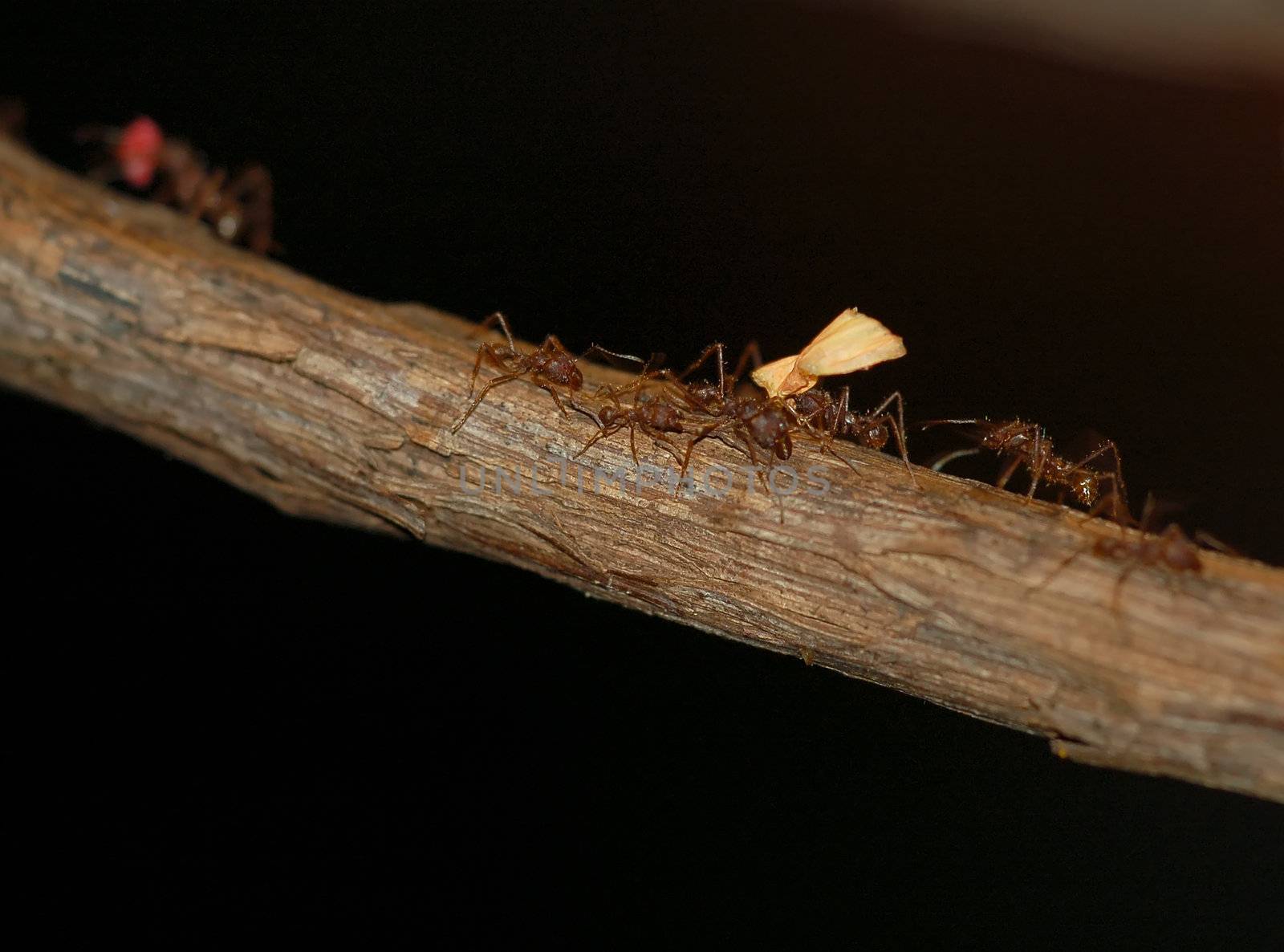 Close-up picture of some antson a branch carrying some small leaves