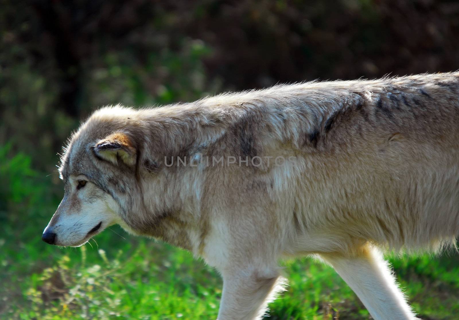 Gray wolf (Canis lupus) by nialat