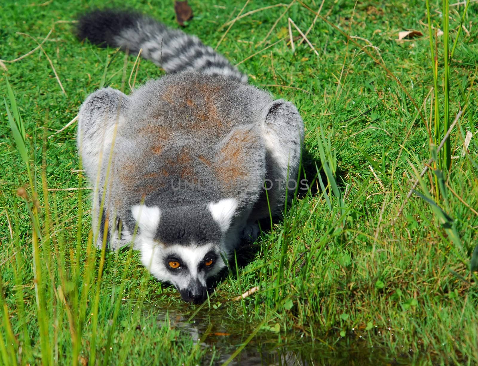 Portrait of a Ring-tailed Lemur (Lemur catta) drinking