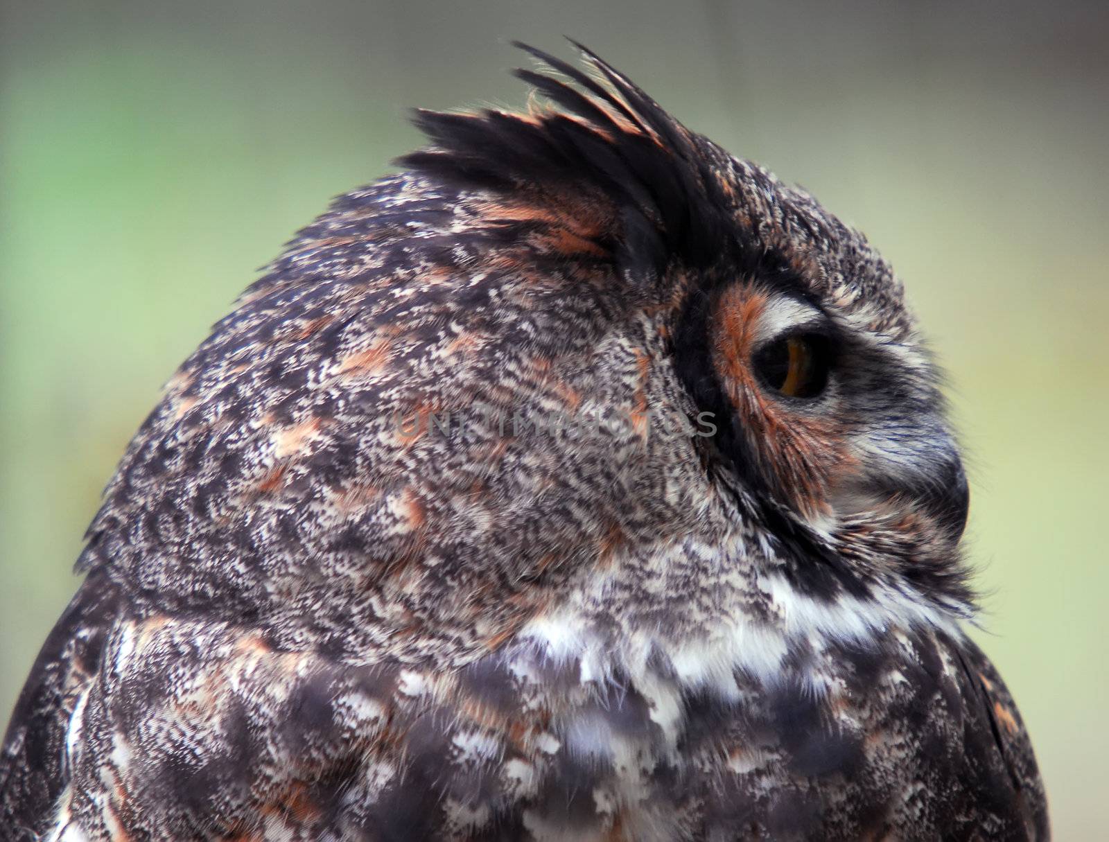 Portrait of a Spotted Eagle Owl (Bubo africanus)