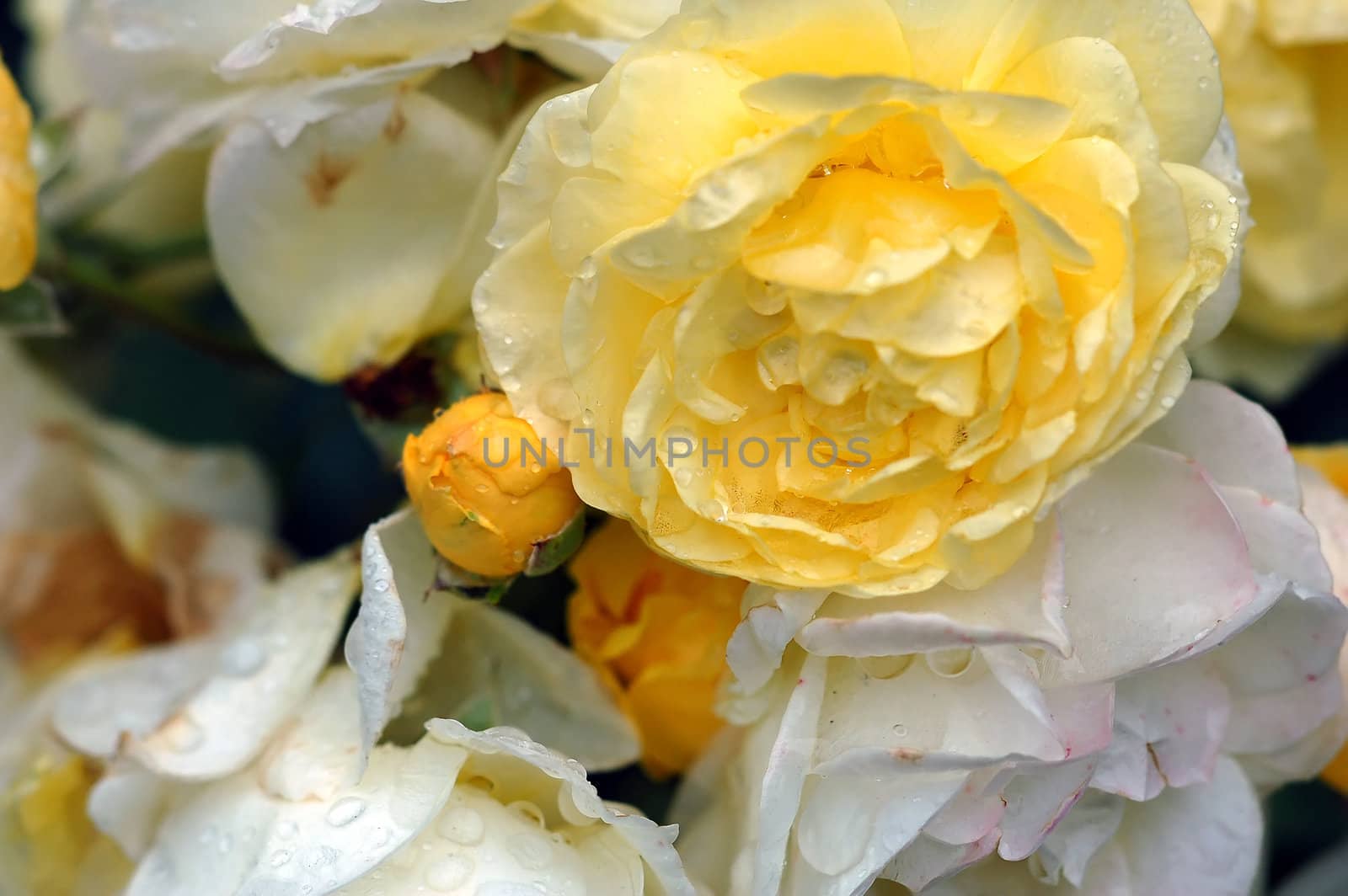 A close-up picture of many yellow roses covered with water droplets