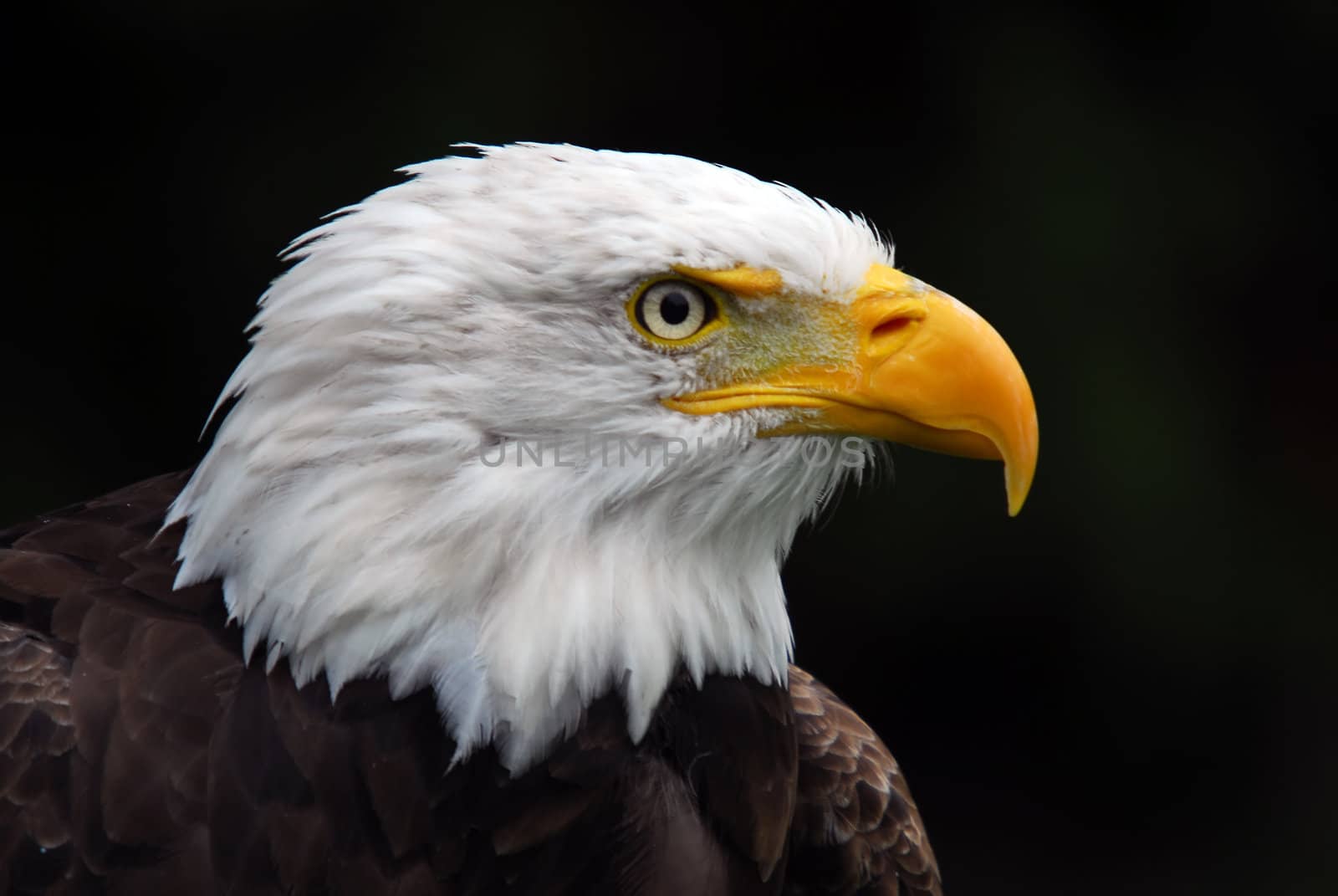 American Bald Eagle (Haliaeetus leucocephalus) by nialat