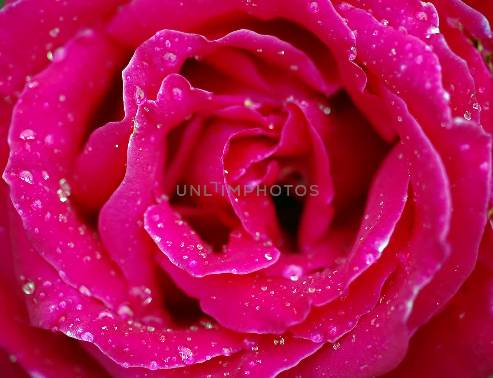 A close-up picture of a pink rose covered with water droplets