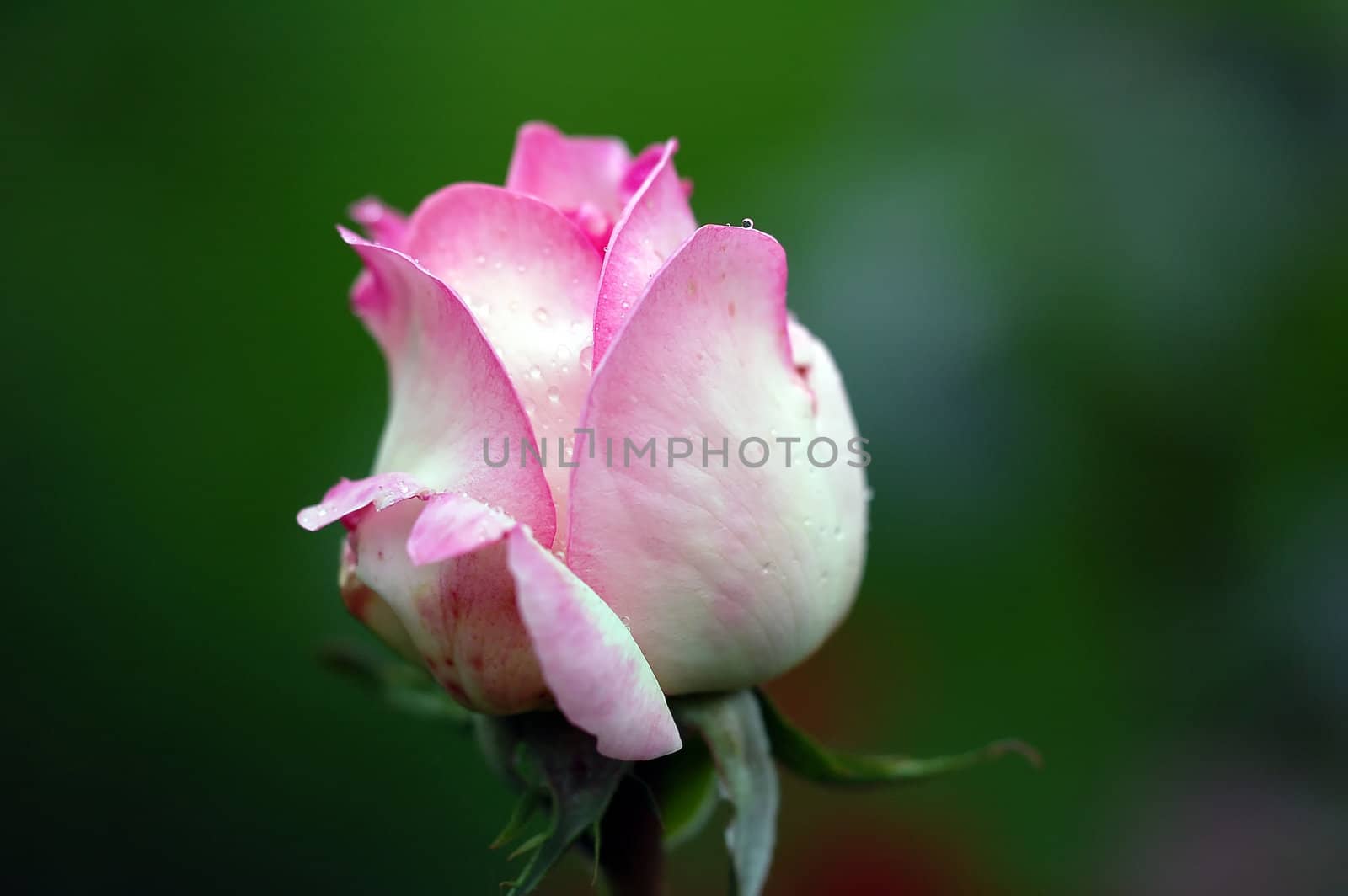 A close-up picture of a pink rose's bud