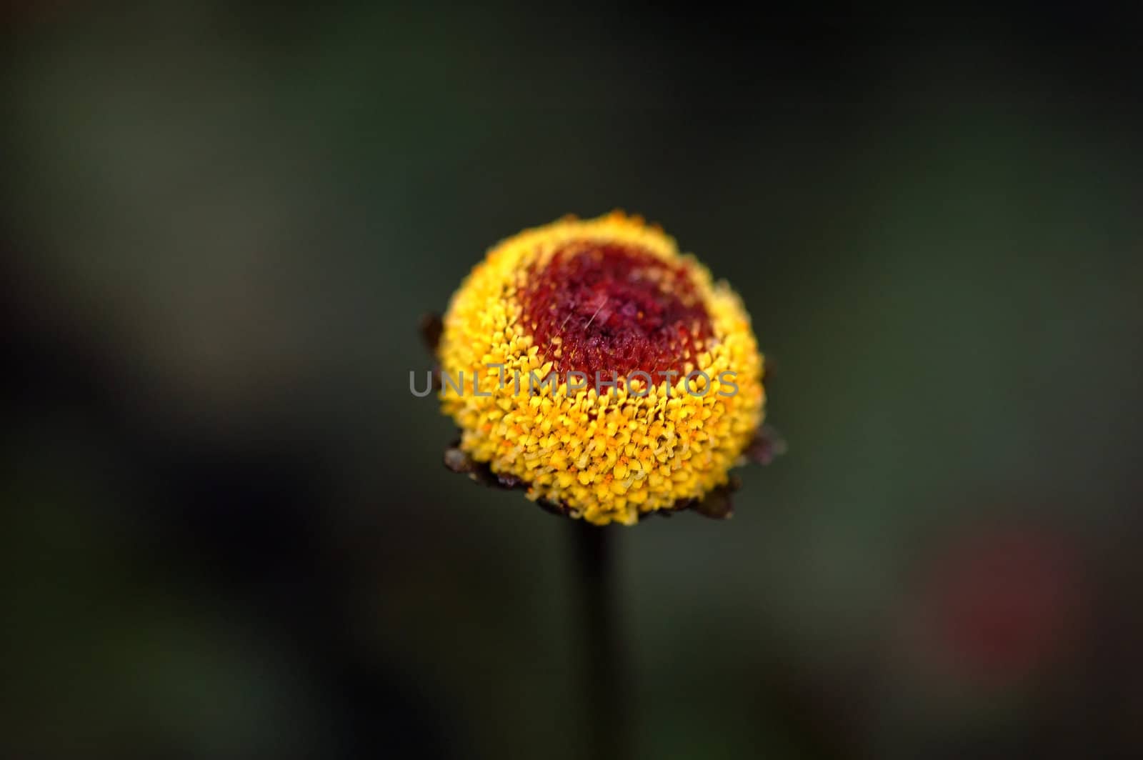 Close-up of a wild plant in Autumn