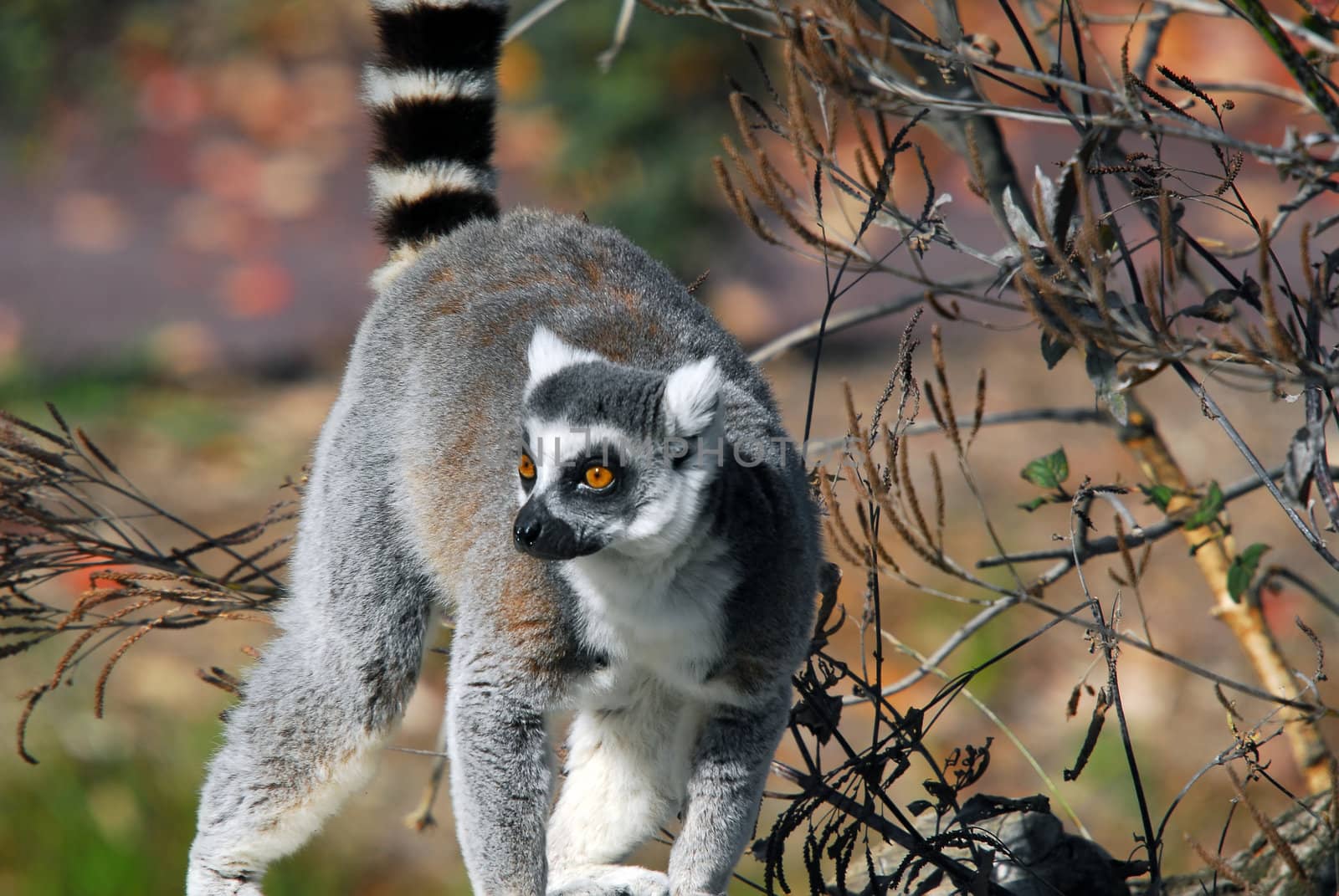 Ring-tailed Lemur (Lemur catta) by nialat