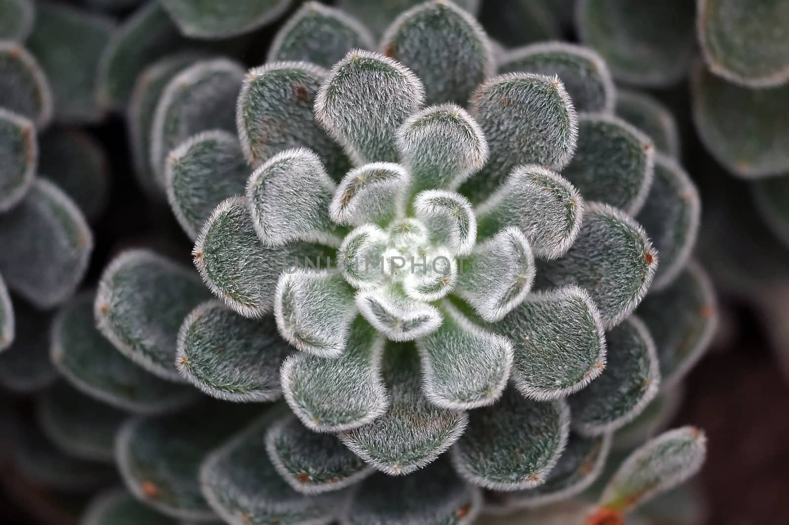 Close-up picture of a wild green plant