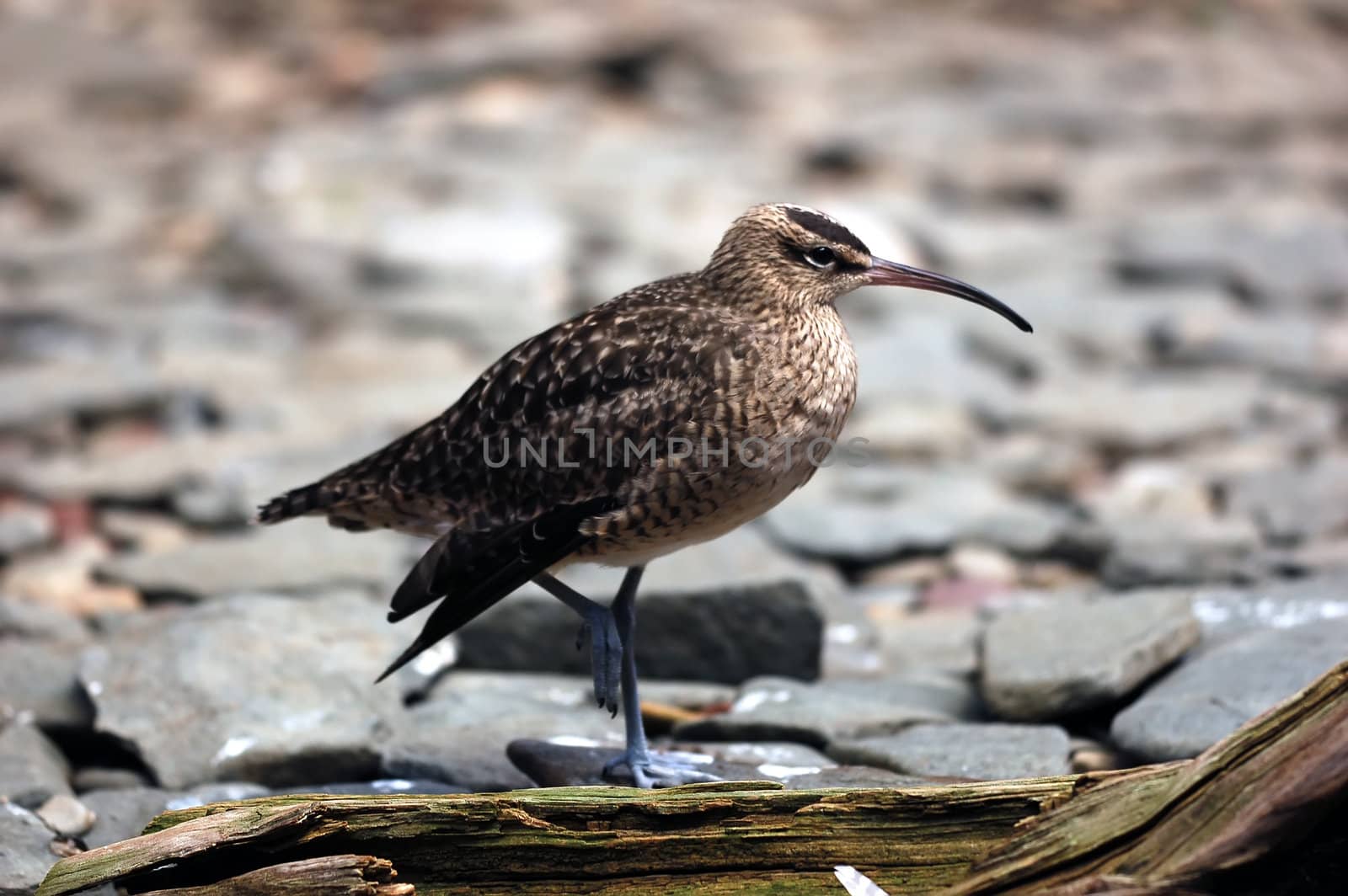 A close-up picture of a Whimbrel (Numenius Phaeopus) on the shore