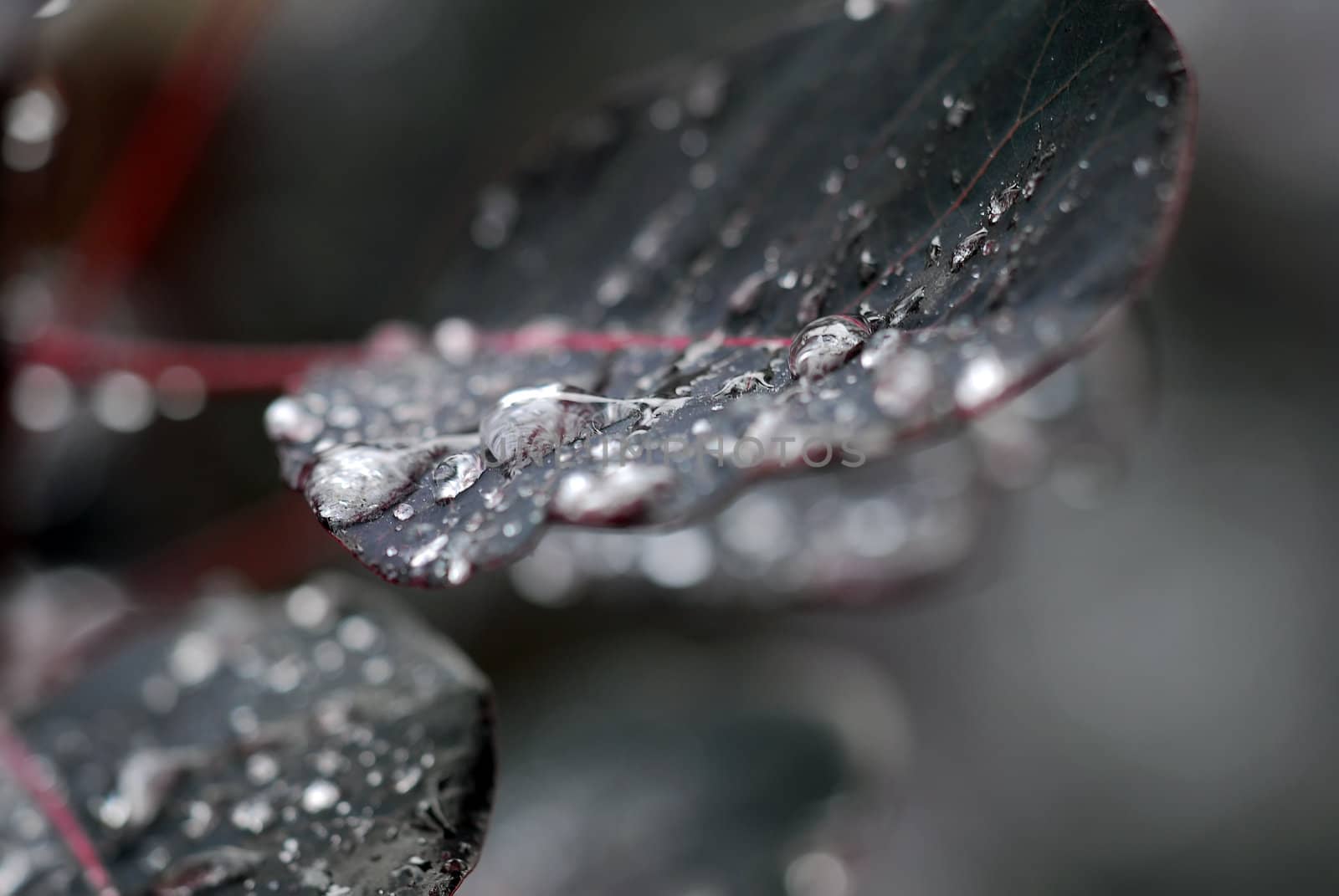 Close-up picture of many raindrops on a leaf