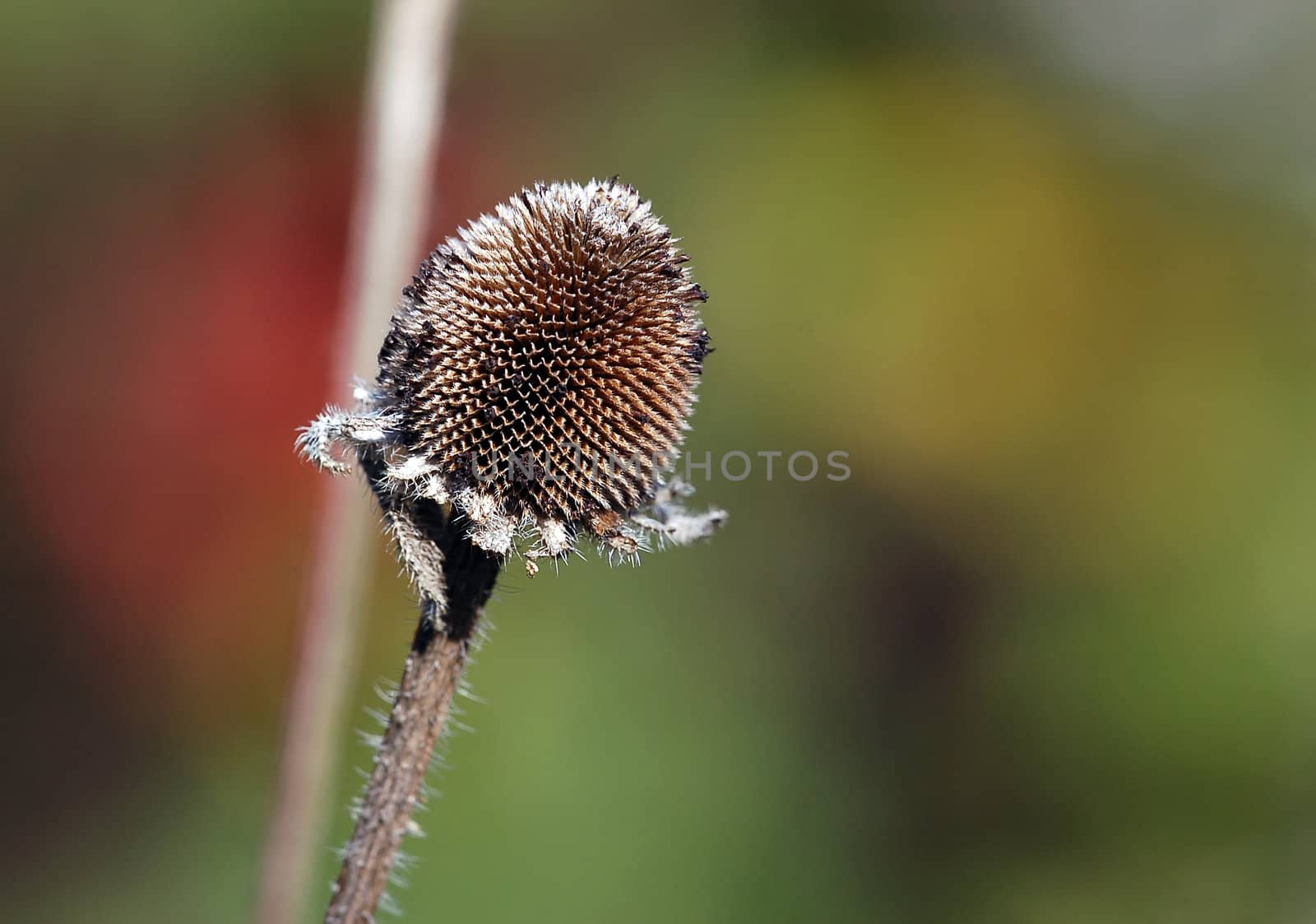 Close-up picture of a wild plant in autumn