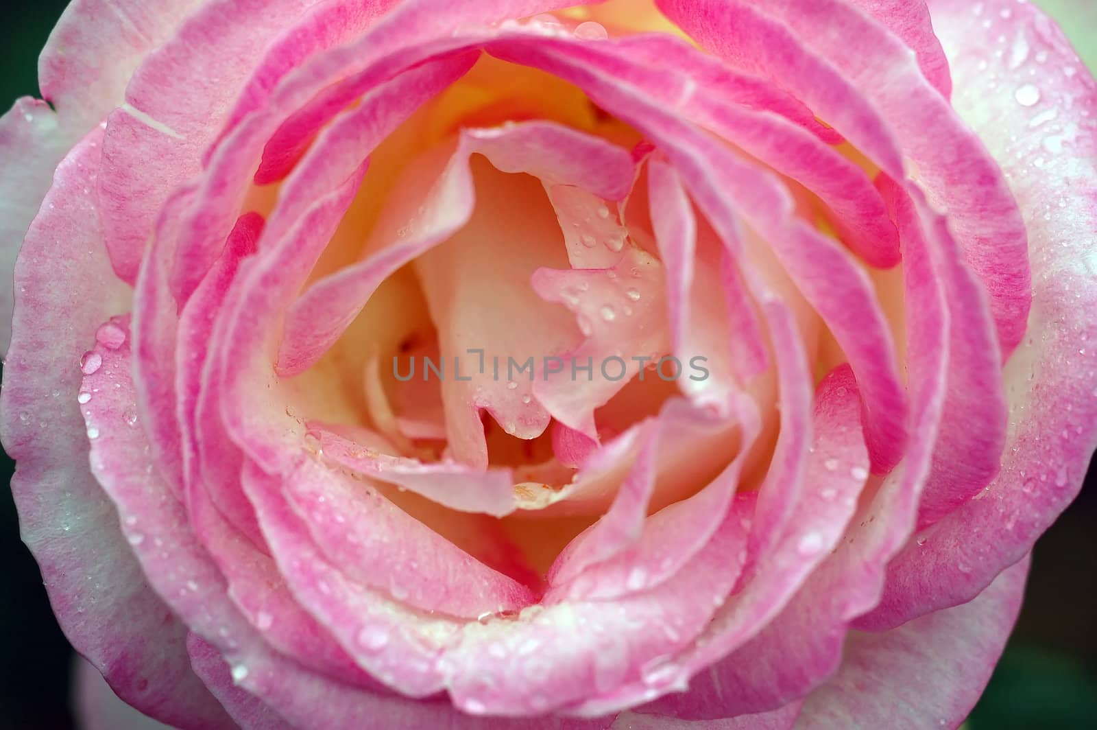 A close-up picture of a pink rose covered with water droplets