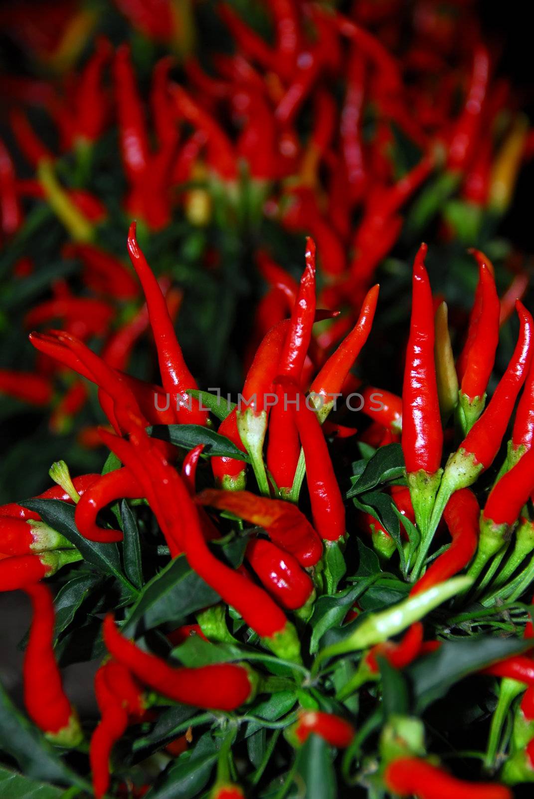 Close-up picture of red chili peppers plants