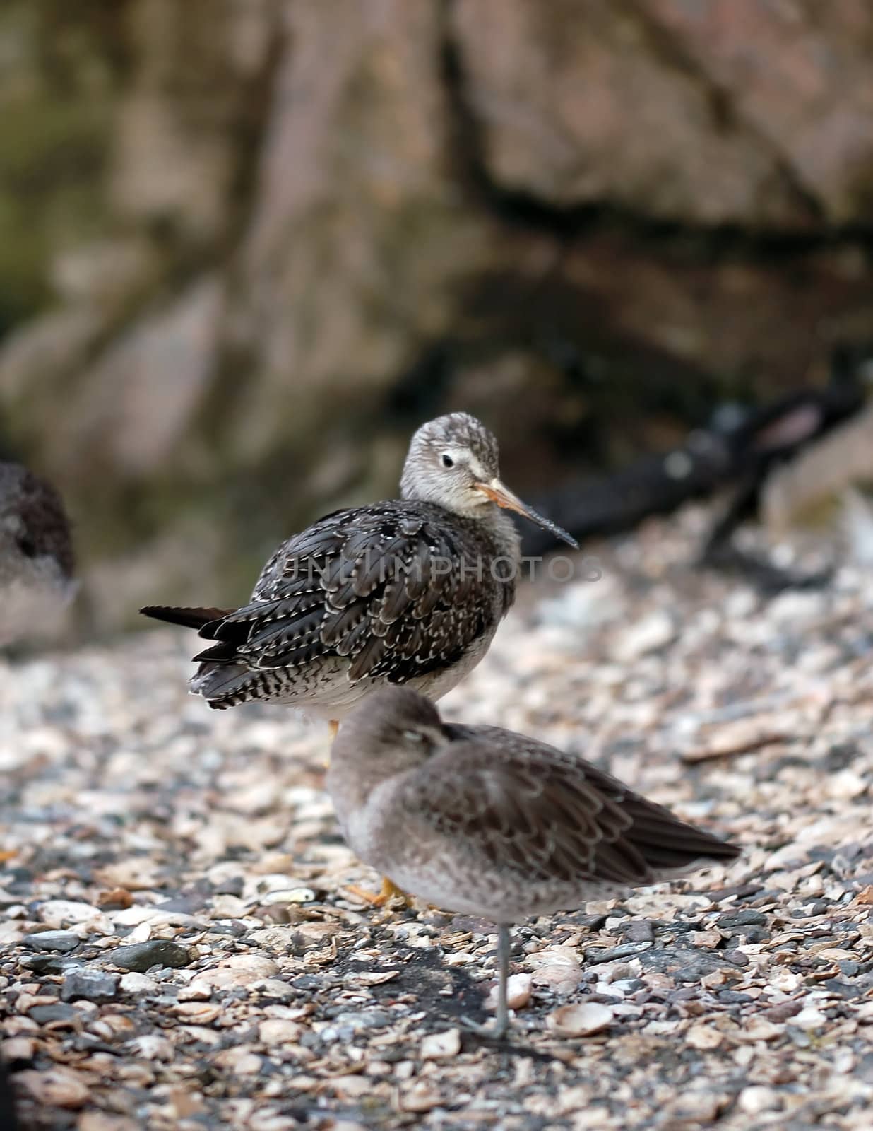 A picture of two Lesser Yellowlegs (Tringa Flavipes) standing on the shore