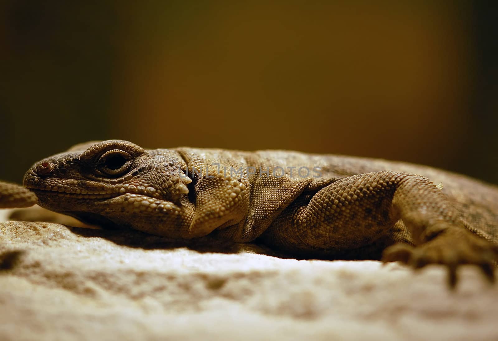 Close-up picture of a lizard 