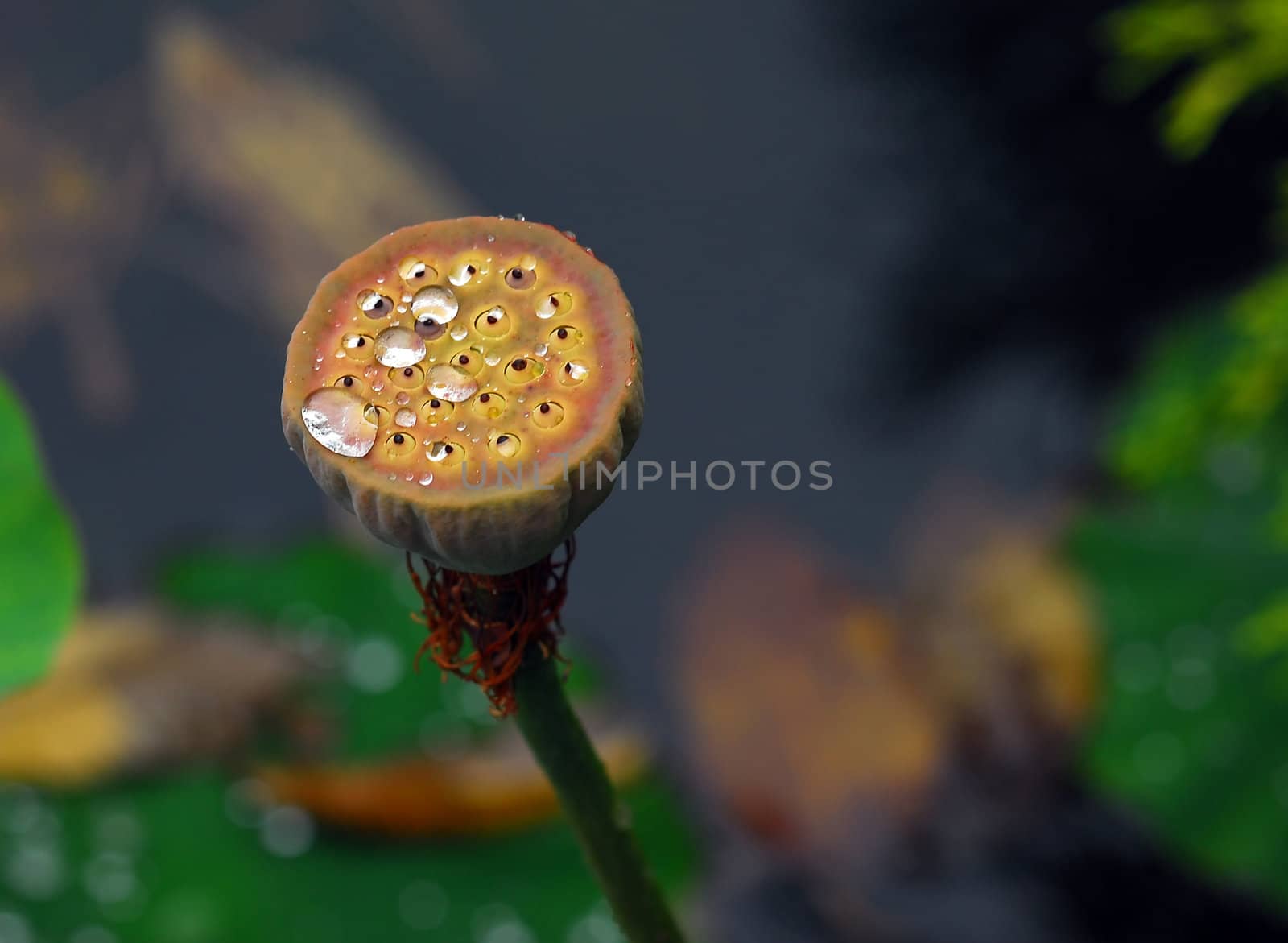 Picture of a wild plant with water drops on it's top