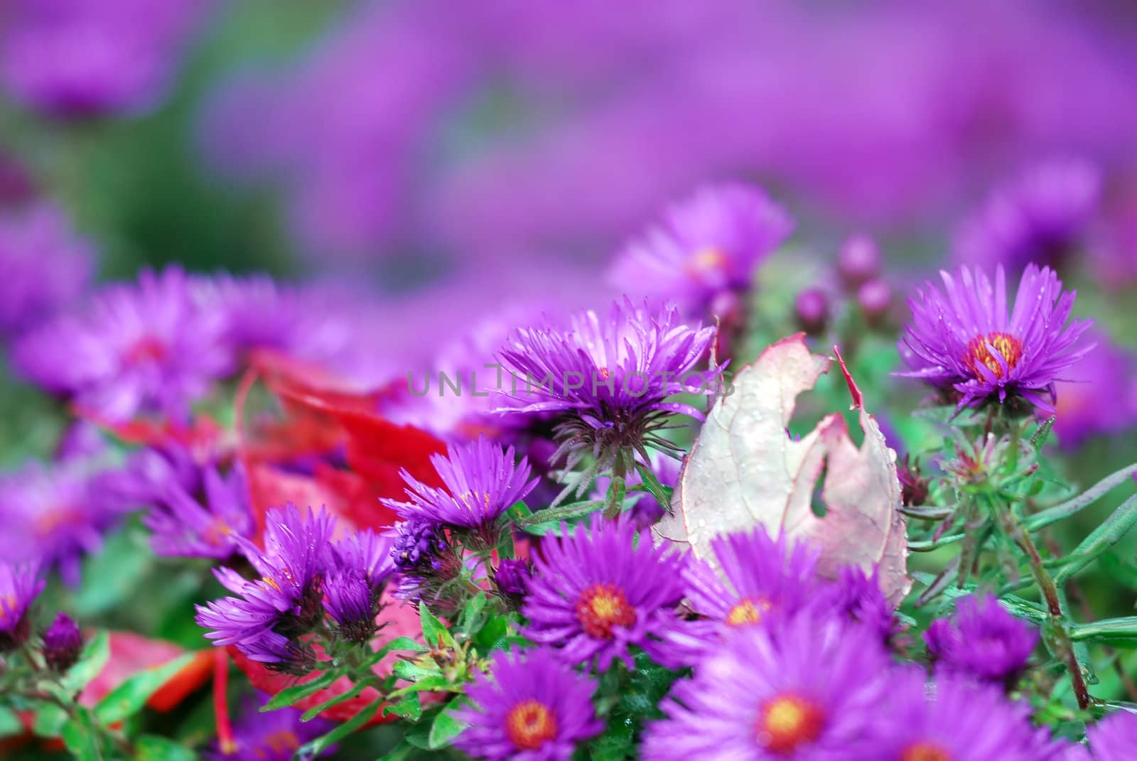 Purple flowers by nialat