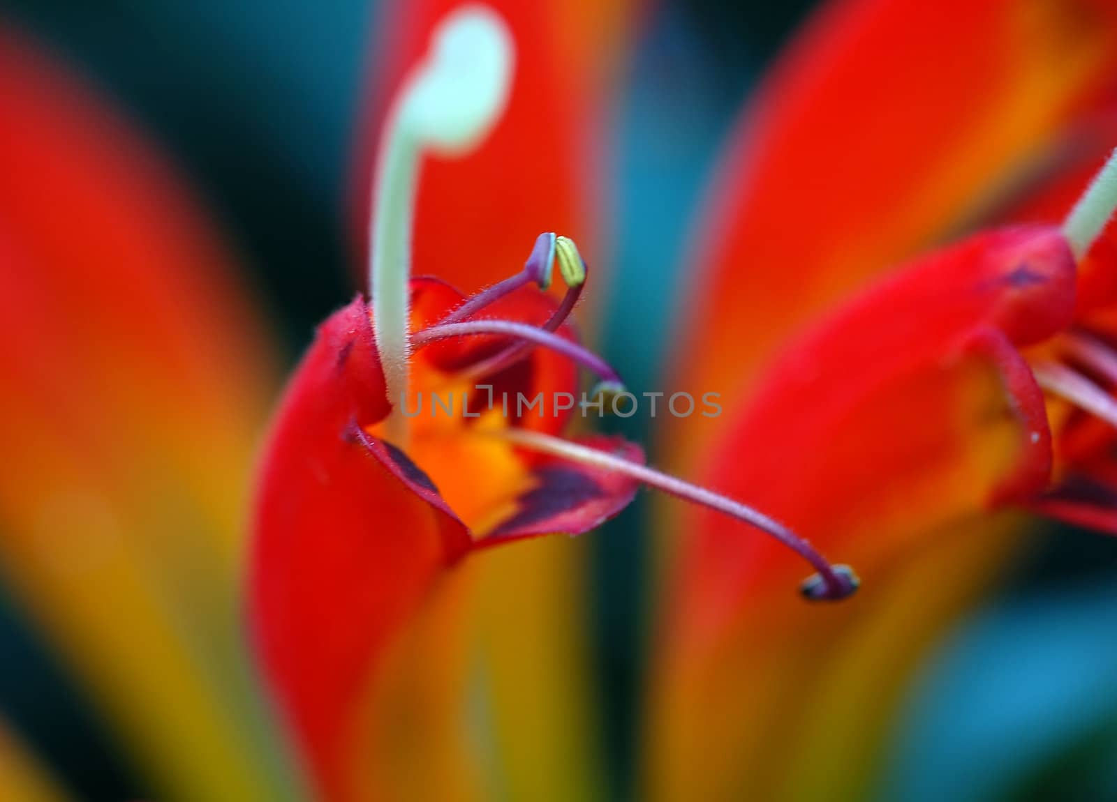 Macro of a flower's stamens with bright colors