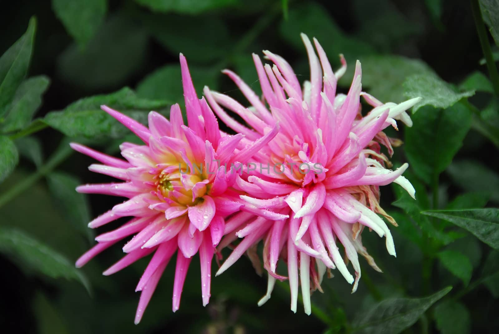 Close-up picture of two pink flowers with a green background