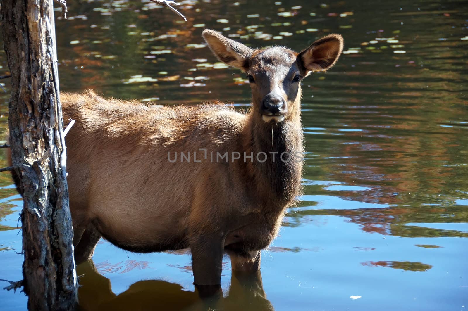 A female elk (Cervus canadensis) standing in the water of a lake