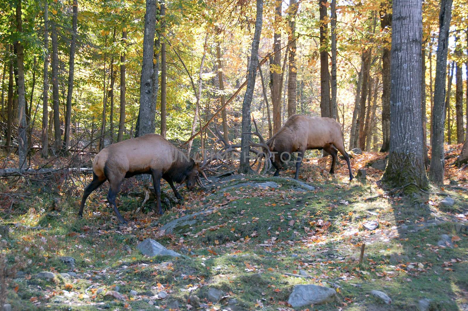 Two mature elks (Cervus canadensis) fighting together in an autumn forest