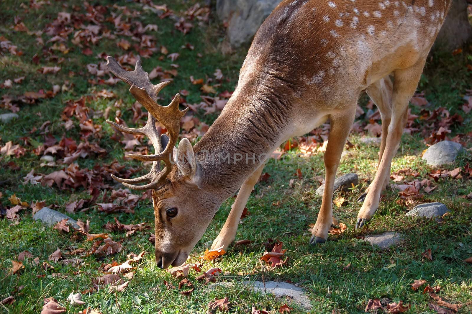 Picture of a beautiful Fallow Deer (Dama dama) in a colorful forest