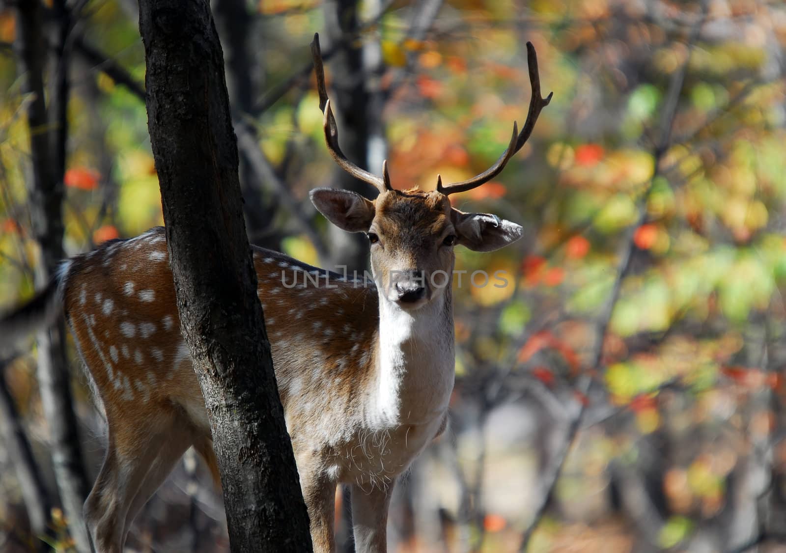 Picture of a beautiful Fallow Deer (Dama dama) in a colorful forest