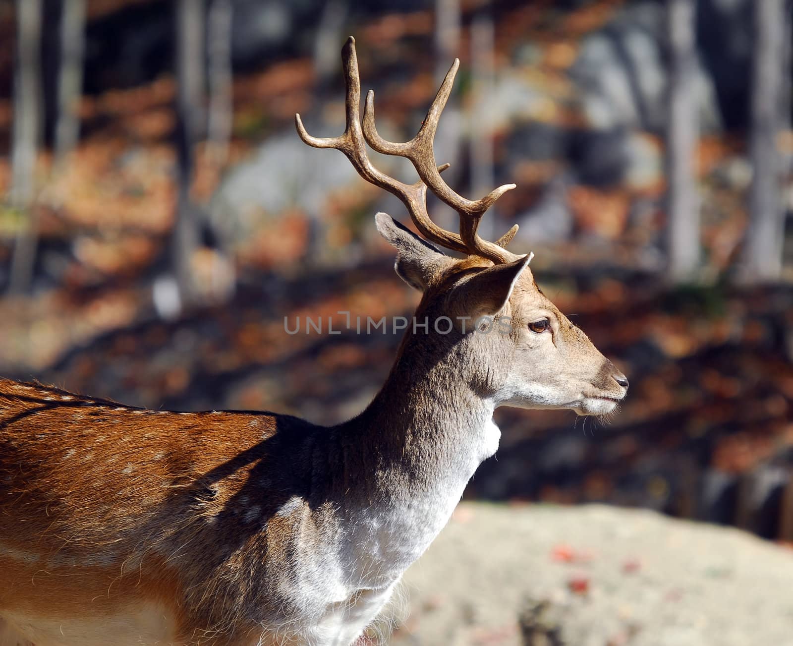 Picture of a beautiful Fallow Deer (Dama dama) in a colorful forest