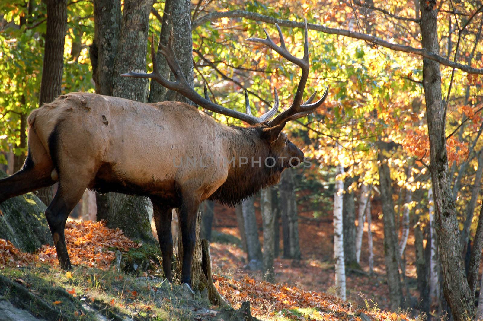 Elk (Cervus canadensis) in autumn by nialat