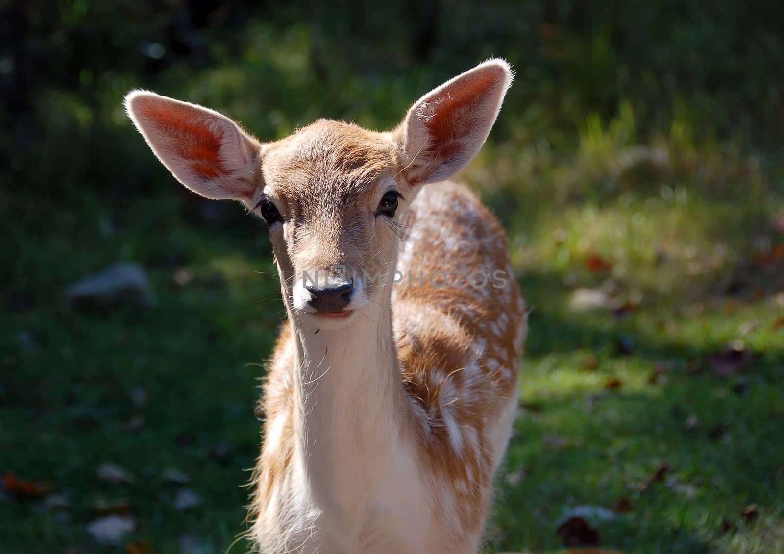 Fallow Deer (Dama dama) by nialat