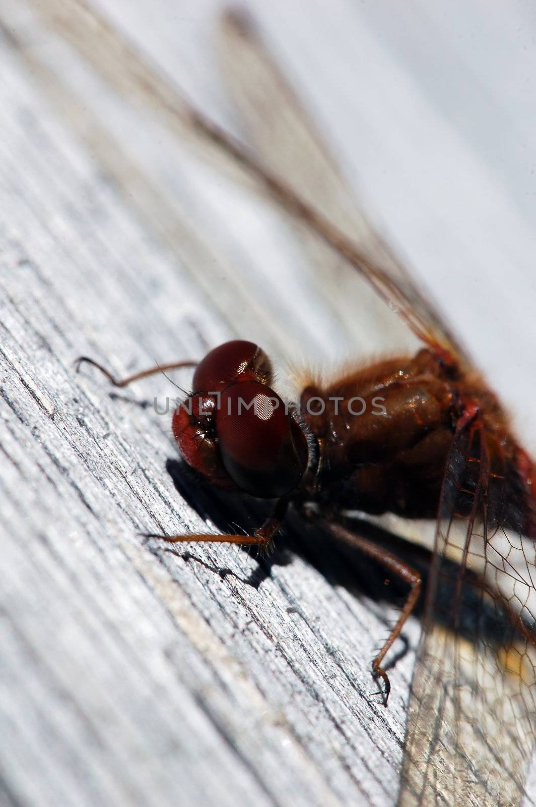 Close-up picture of a Common Darter (Sympetrum striolatum)