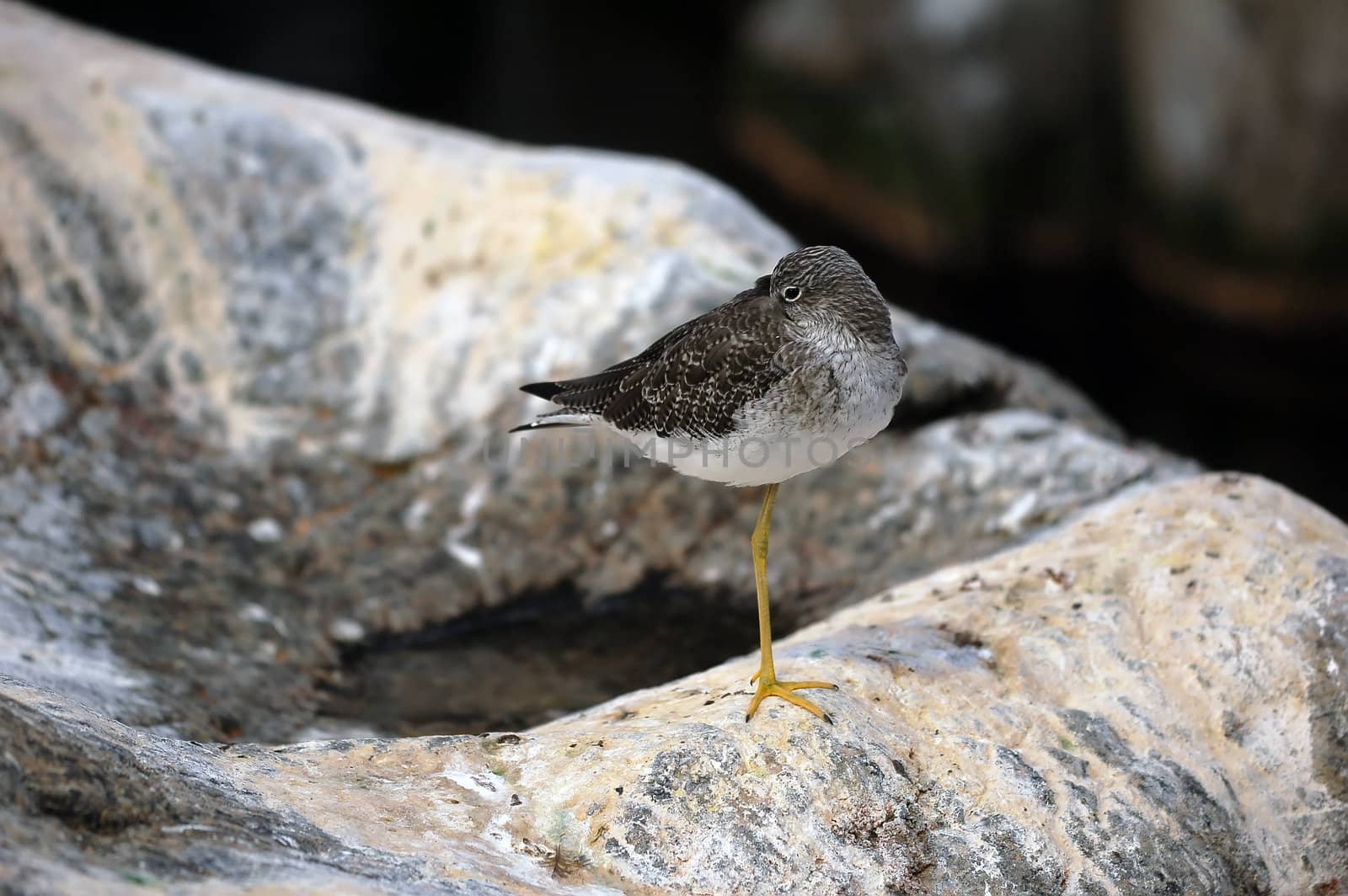 A picture of a Lesser Yellowlegs (Tringa Flavipes) standing on a rock