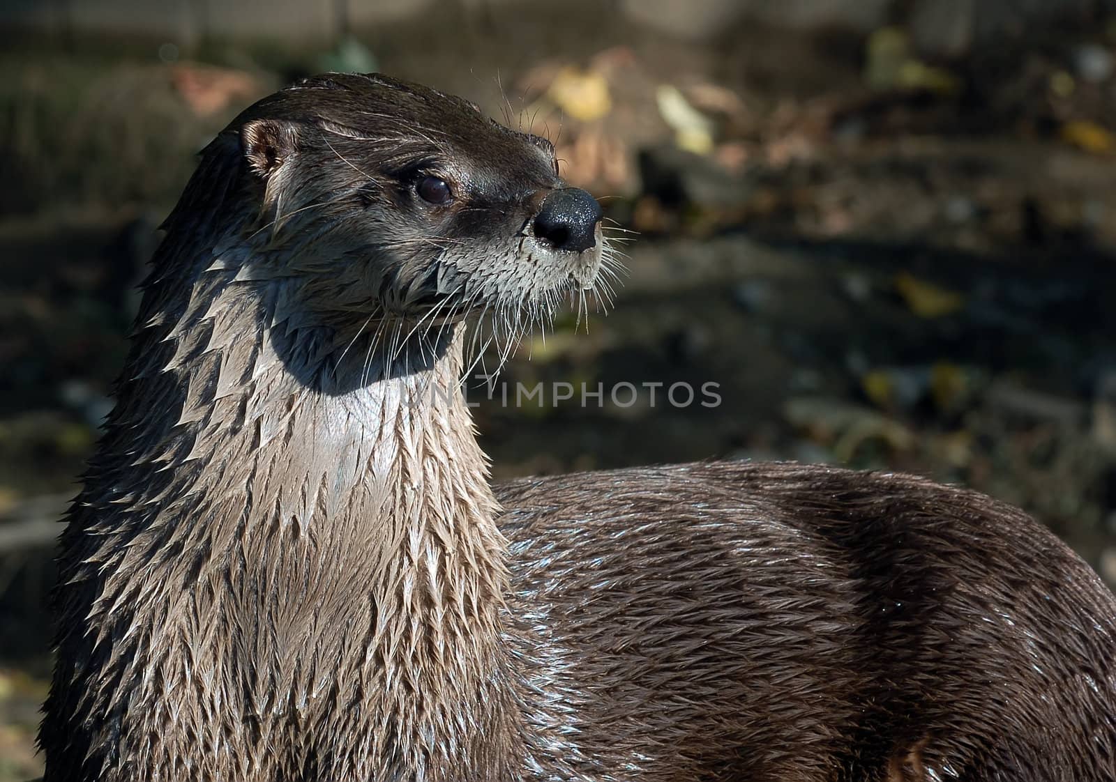 Close-up portrait of a wet Northern River Otter