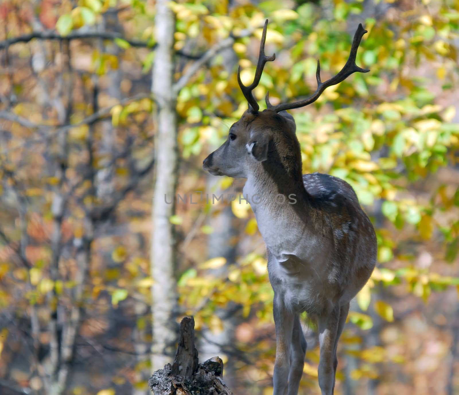 Fallow Deer (Dama dama) by nialat