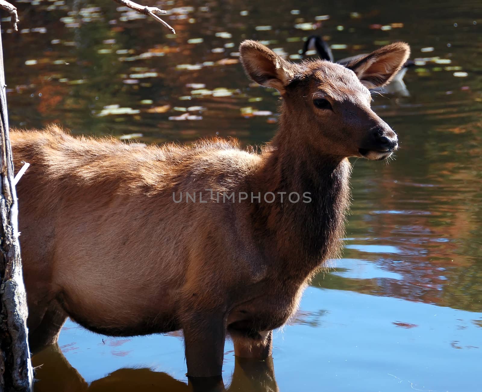 A female elk (Cervus canadensis) standing in the water of a lake