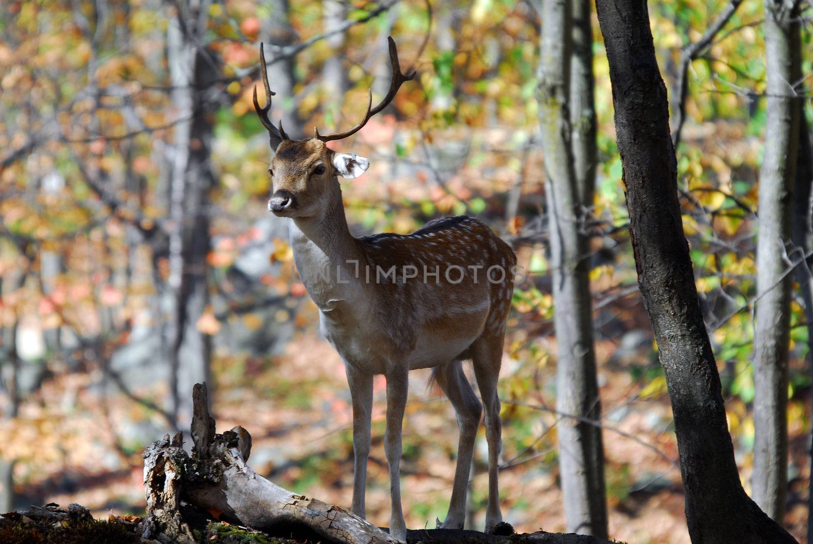 Picture of a beautiful Fallow Deer in a colorful forest