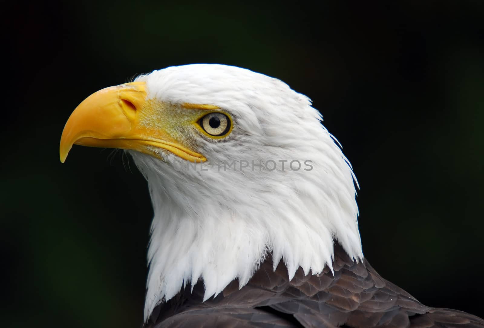 Portrait of an American Bald Eagle (Haliaeetus leucocephalus)