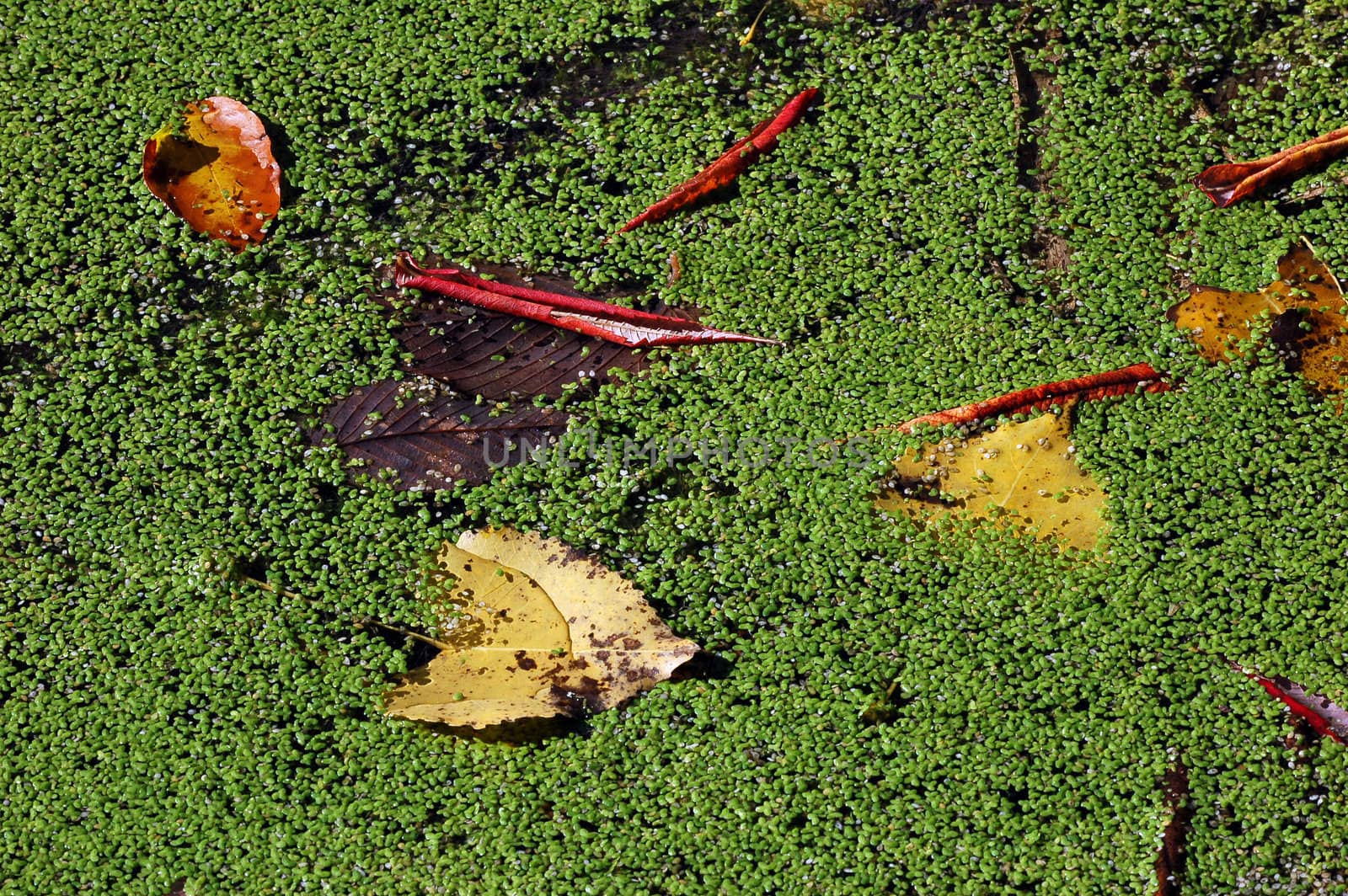 Fallen autumn's leaves floating in a small pond