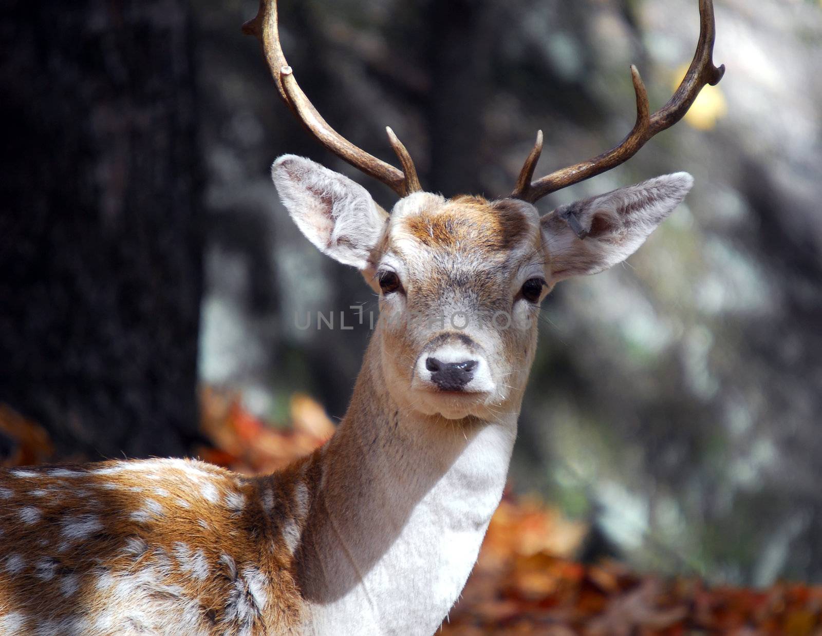 Picture of a beautiful Fallow Deer in a colorful forest