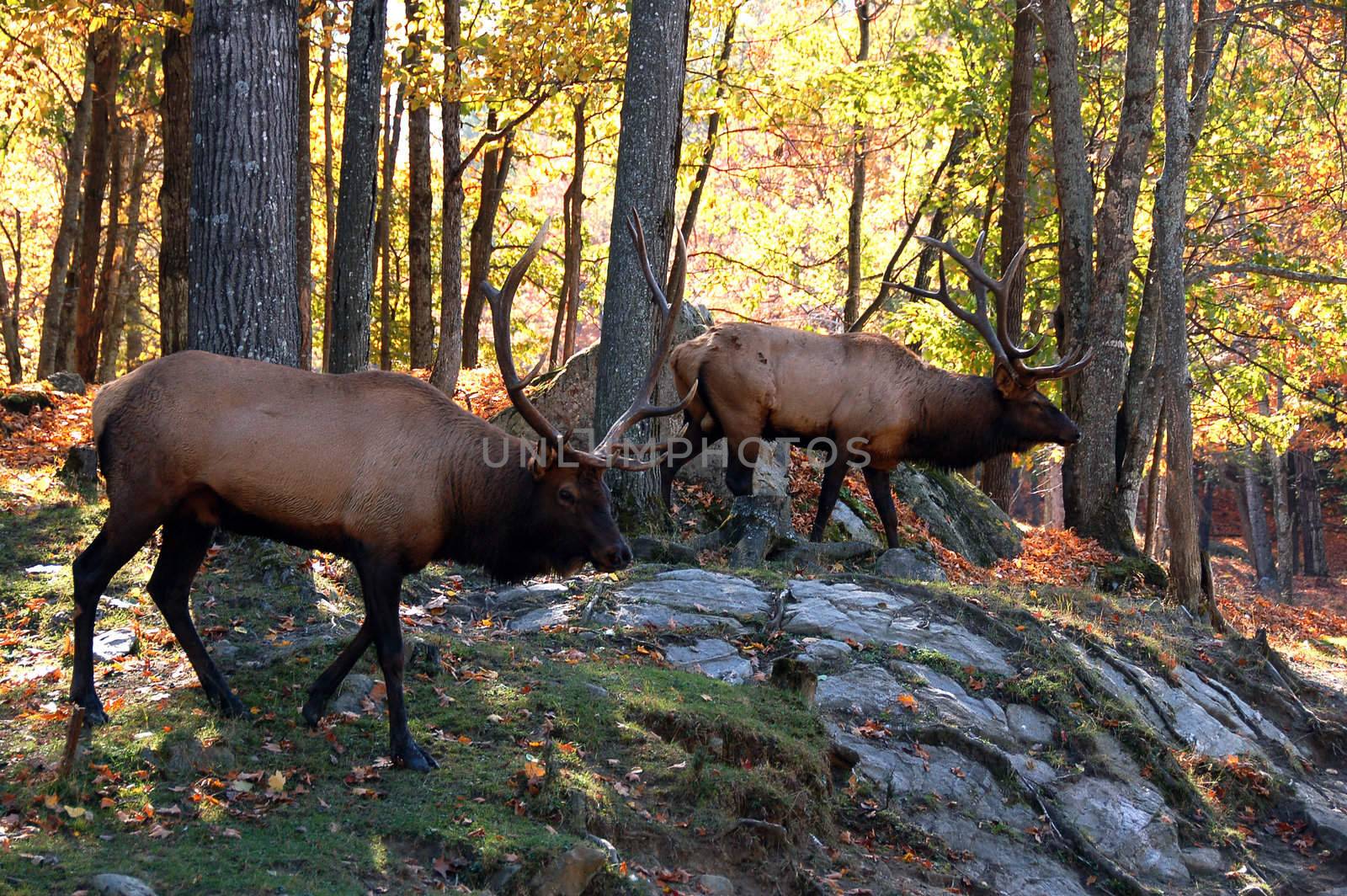 Two big elks (Cervus canadensis) walking in a colorful autumn's forest