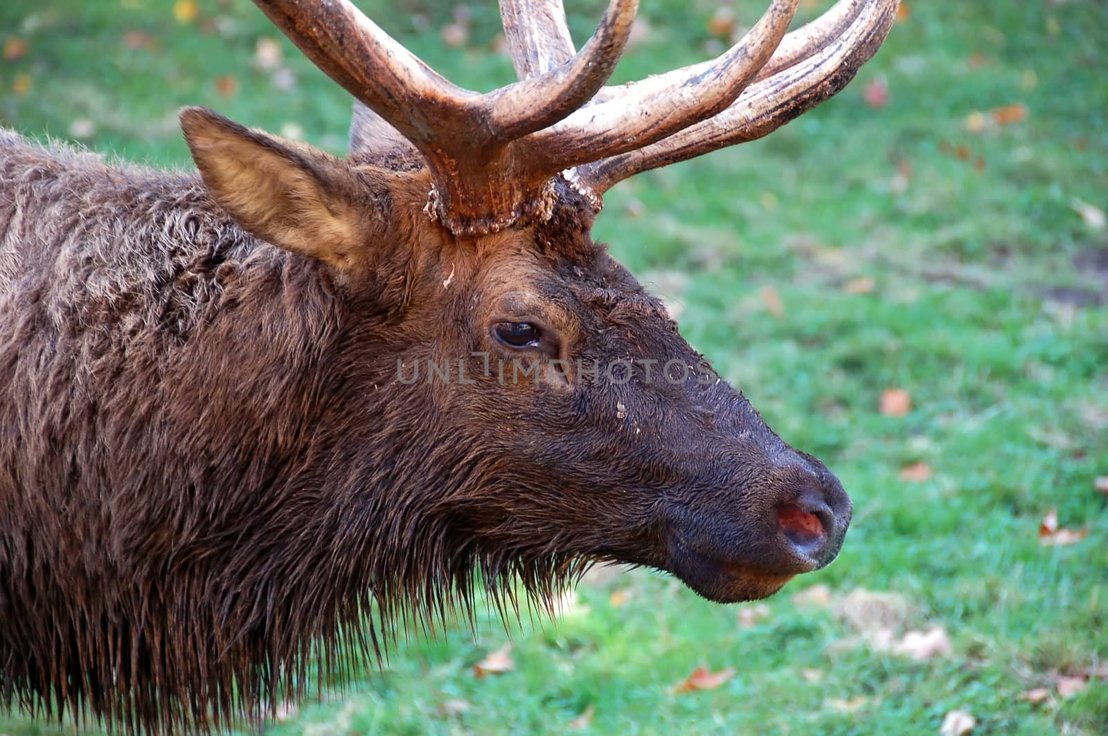 A profile portrait of a big elk (Cervus canadensis)