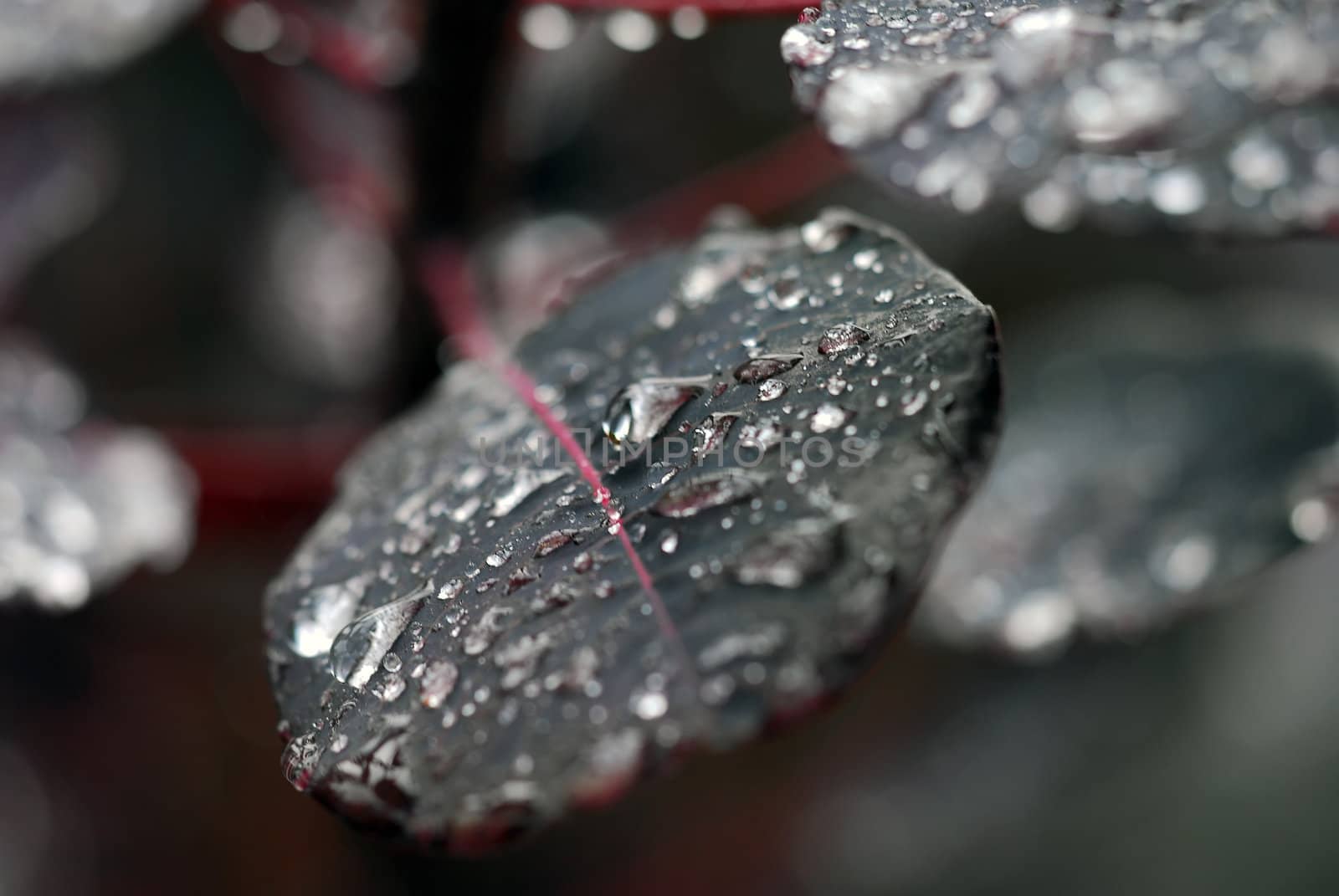 Close-up picture of many raindrops on a leaf