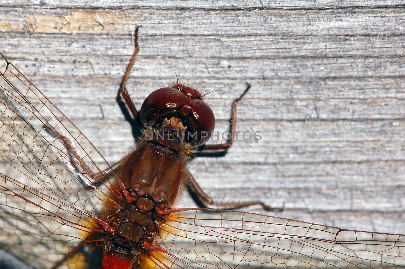 Common Darter (Sympetrum striolatum) by nialat