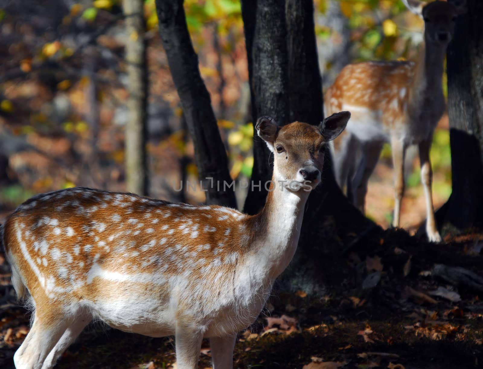 Picture of a beautiful Fallow Deer (Dama dama) in a colorful forest