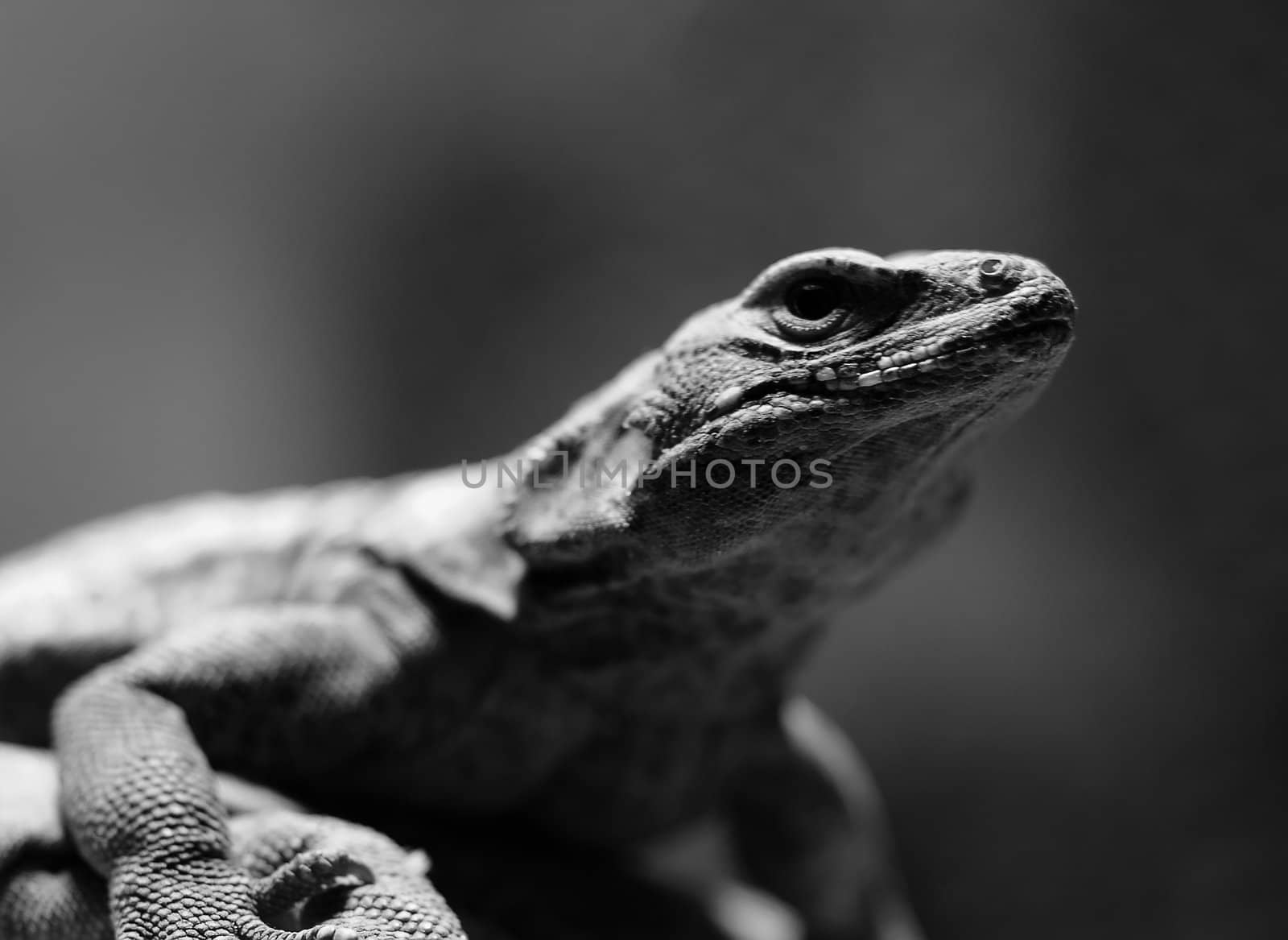 Close-up picture in black and white of a lizard 