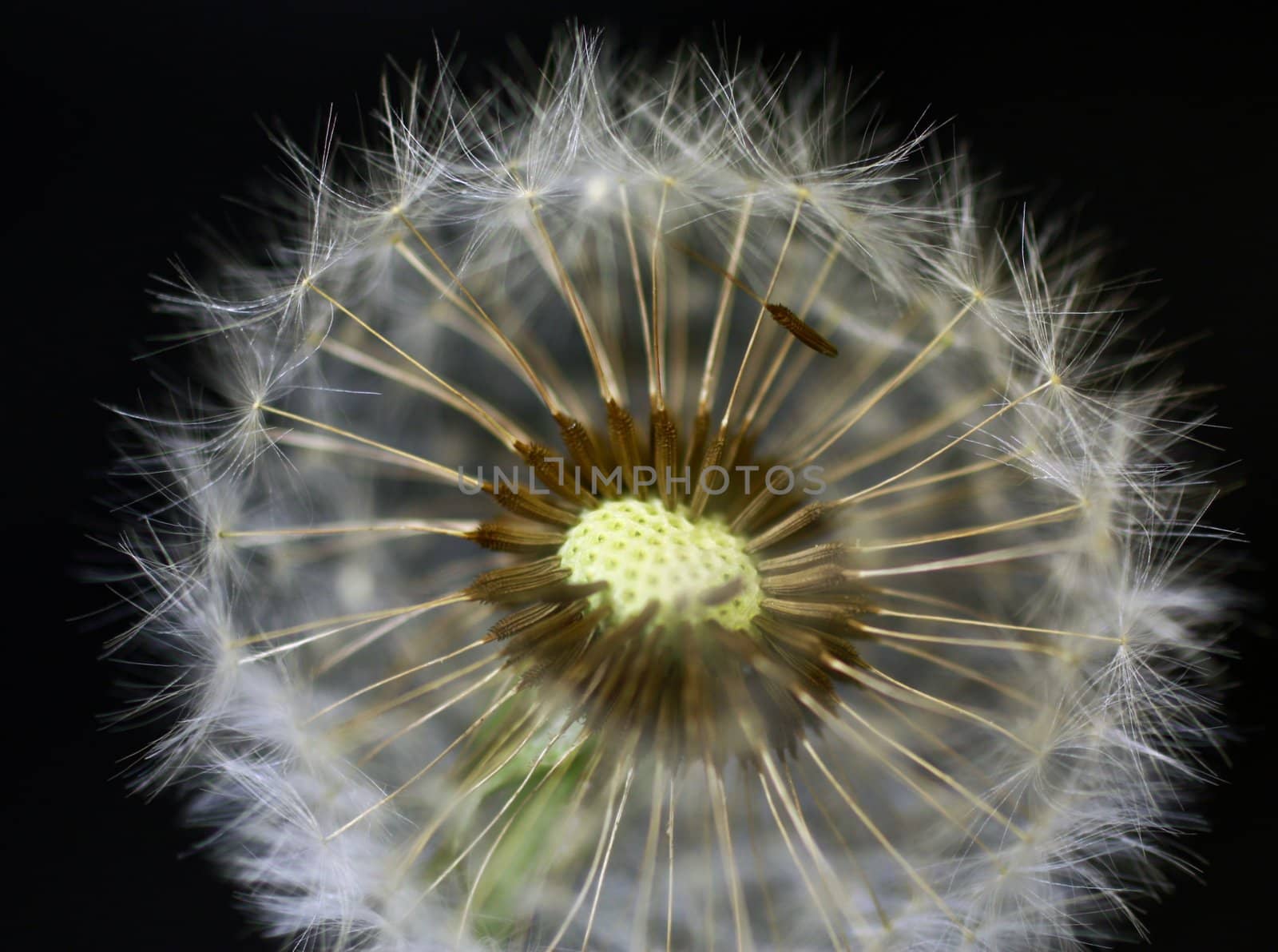 Close-up of dandelion
